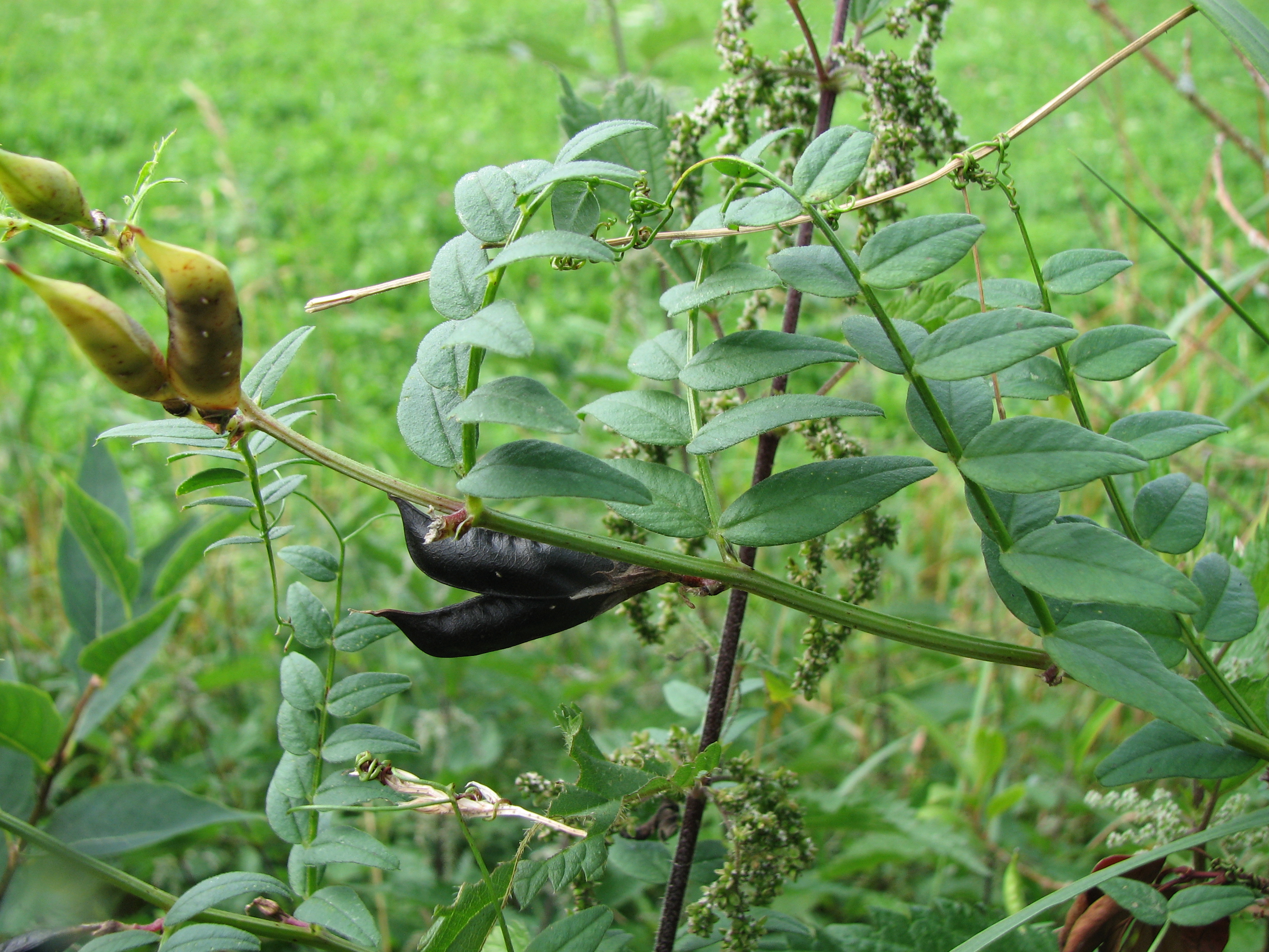 Vogelwicke