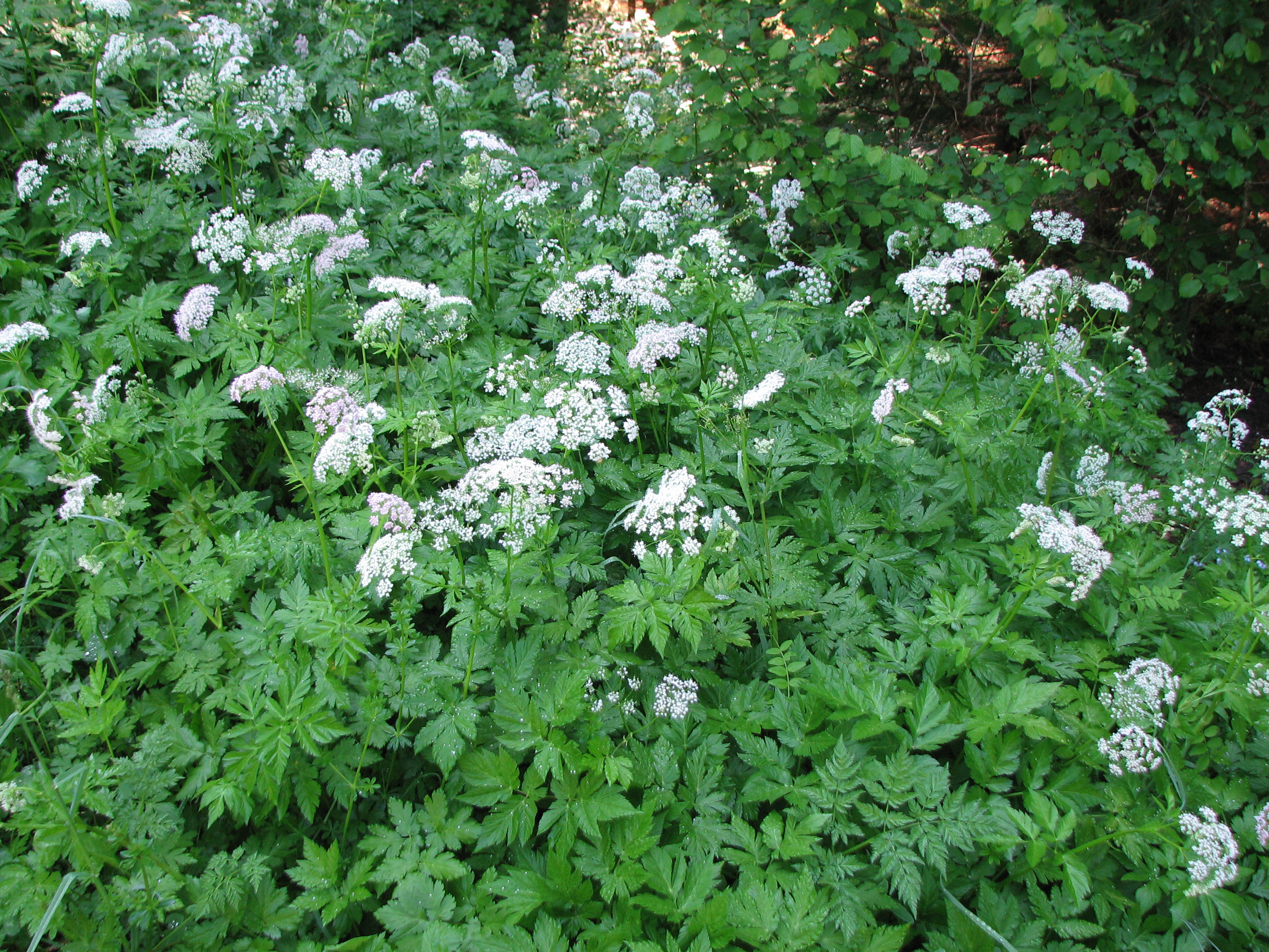 Wiesenkerbel