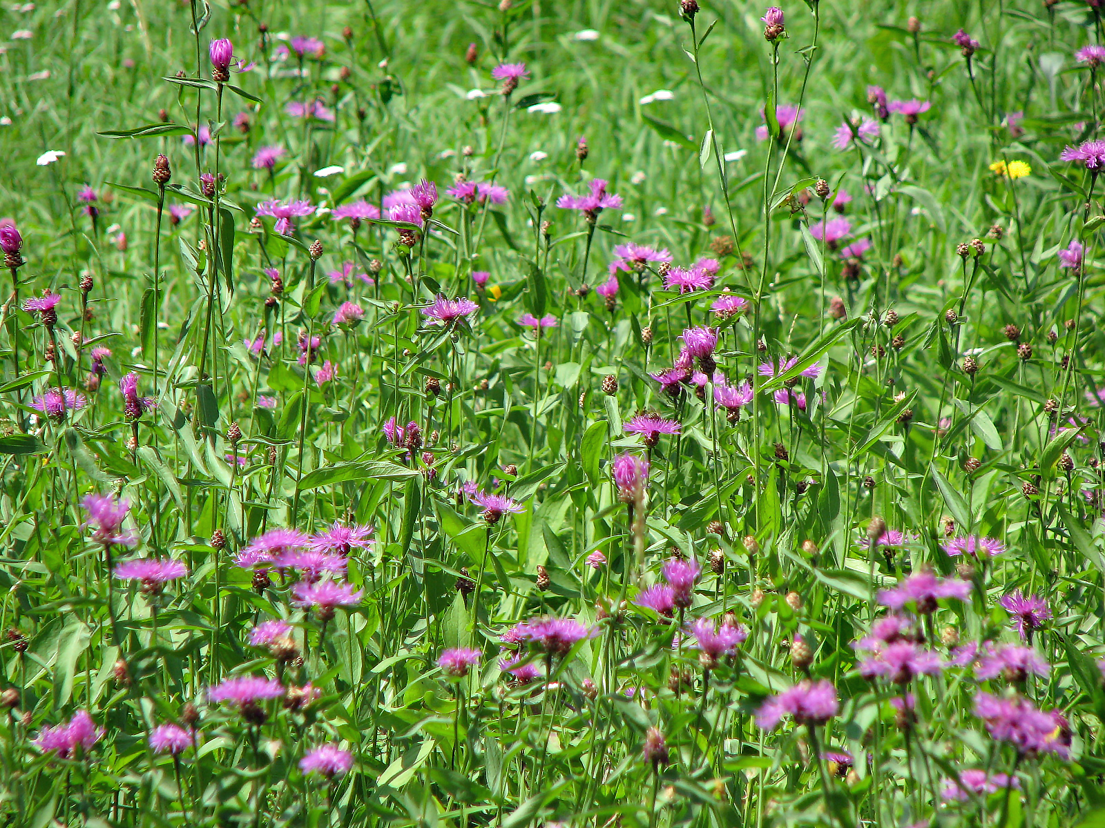 Wiesen-Flockenblume