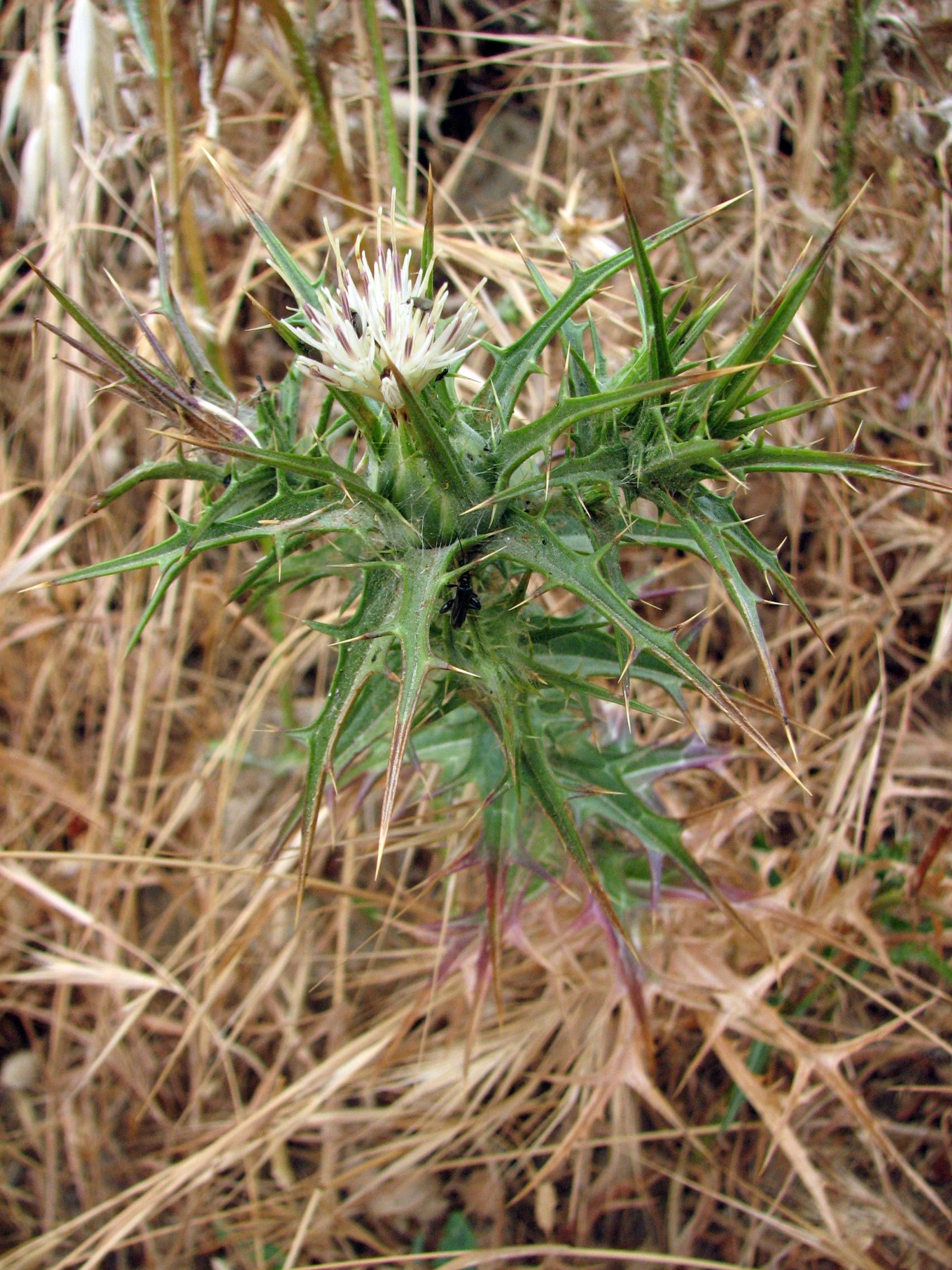 Carthamus tenuis