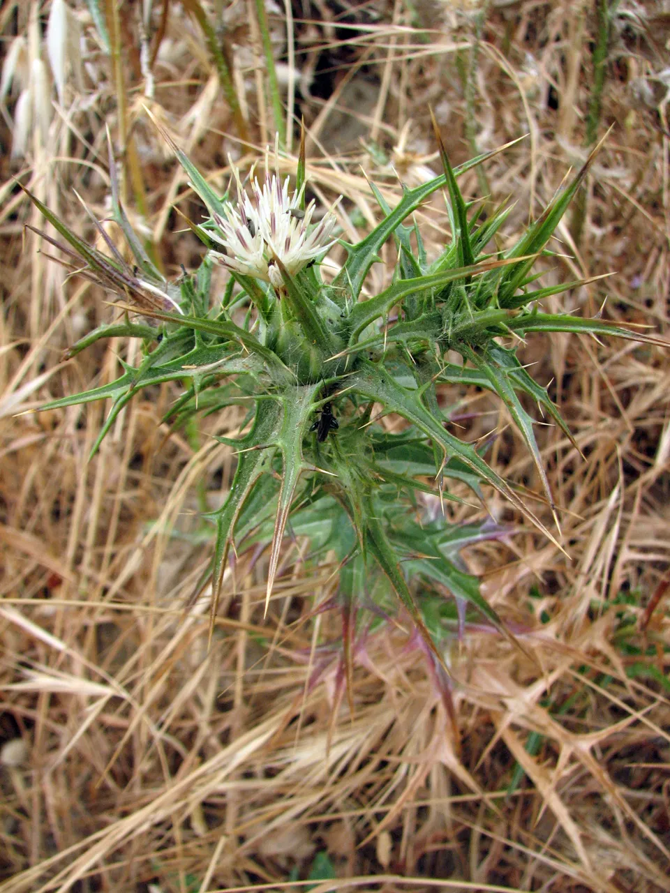 Carthamus tenuis