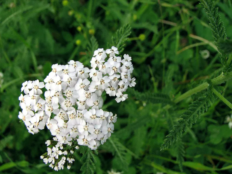 Archäologische Heilpflanzenfunde der Ur- und Frühgeschichte
