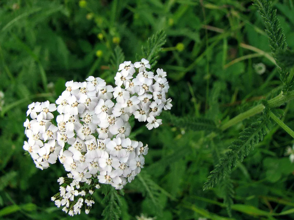 Archäologische Heilpflanzenfunde der Ur- und Frühgeschichte