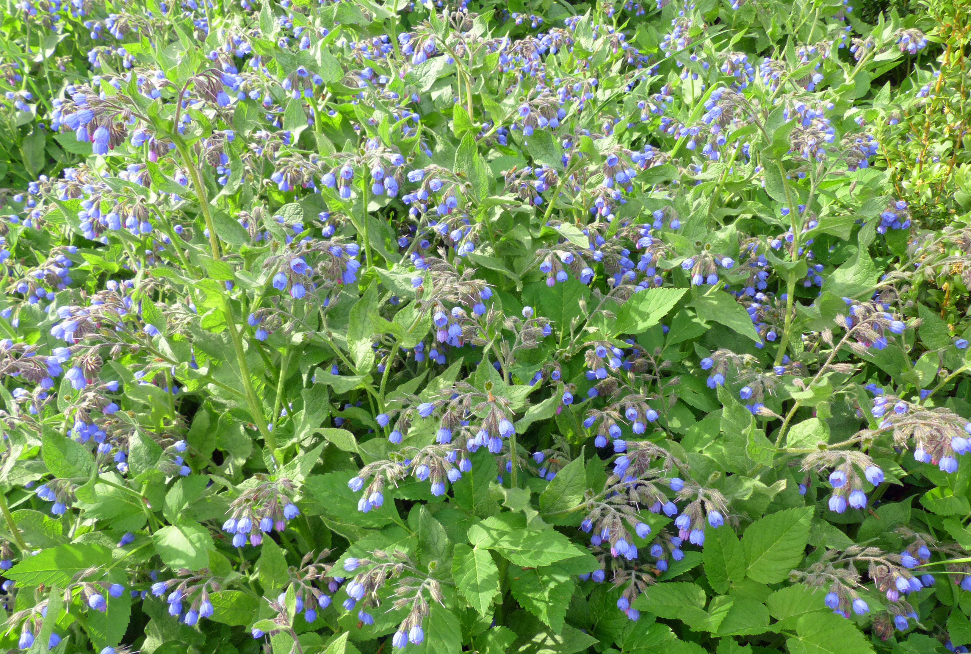 Blauer Kaukasus-Beinwell