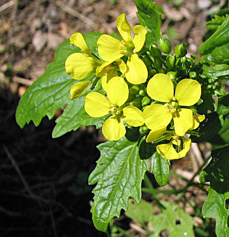 Weißer Senf
