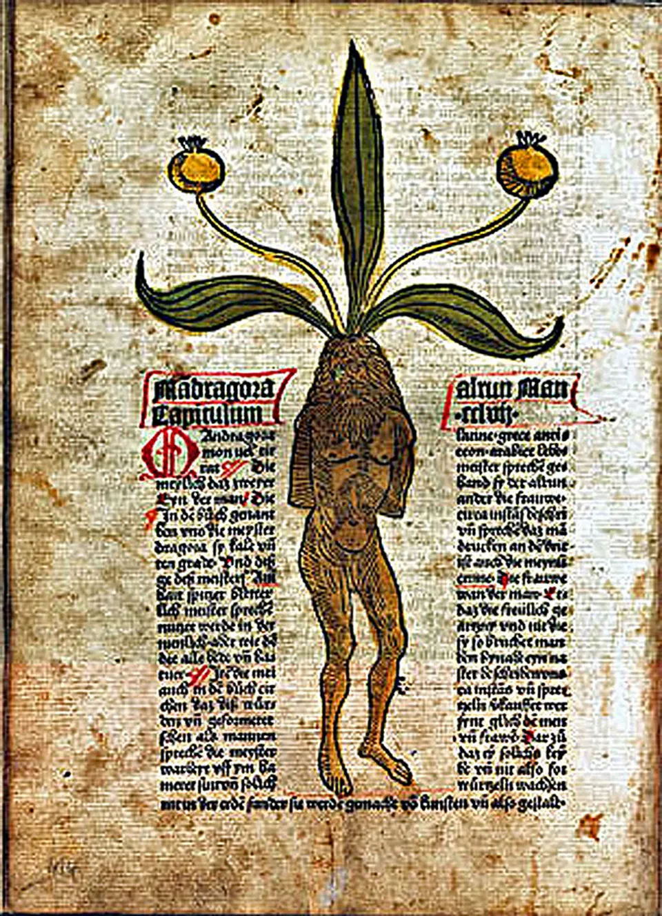 Johann Wonnecke von Kaub