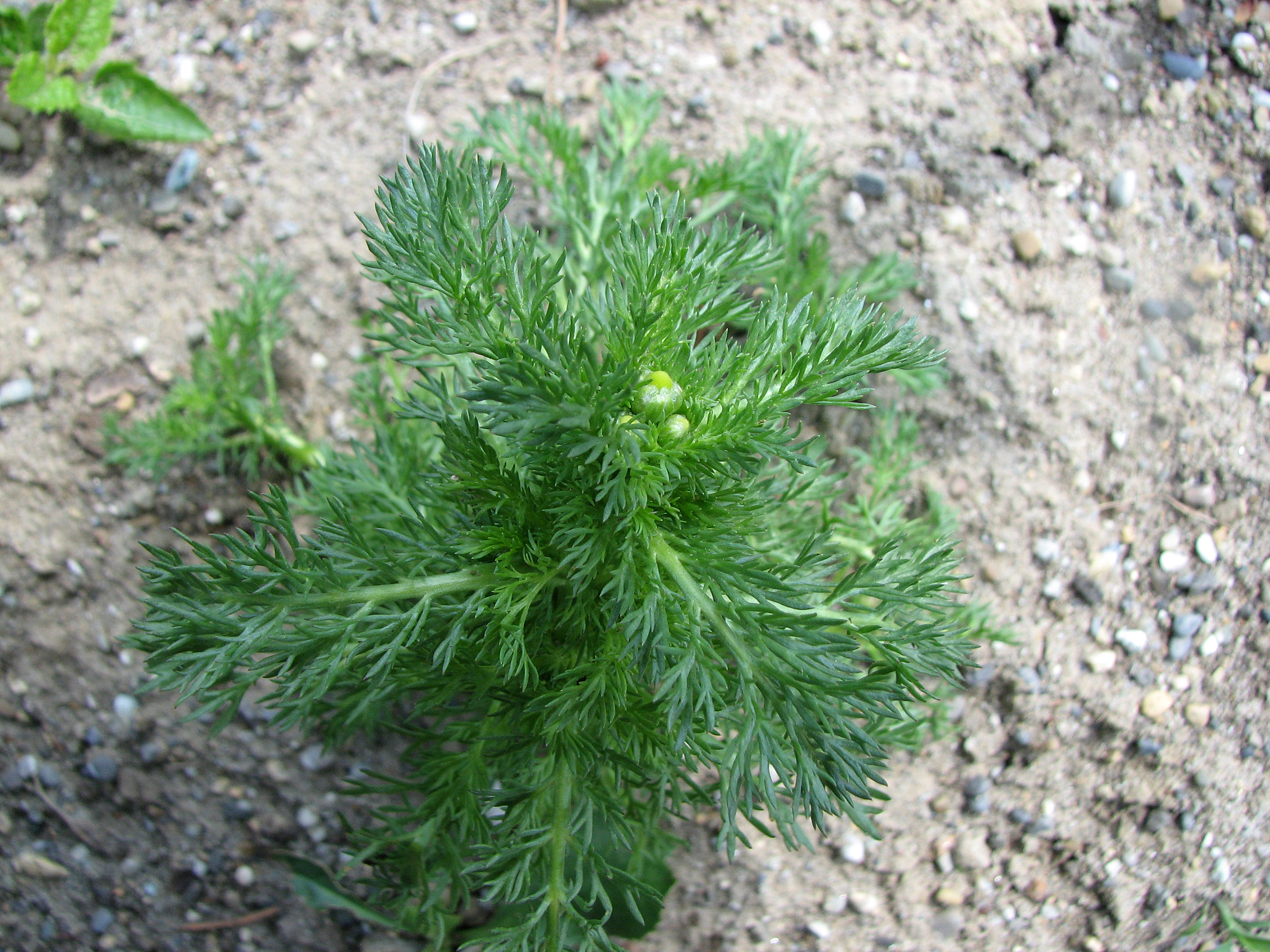 Strahlenlose Kamille