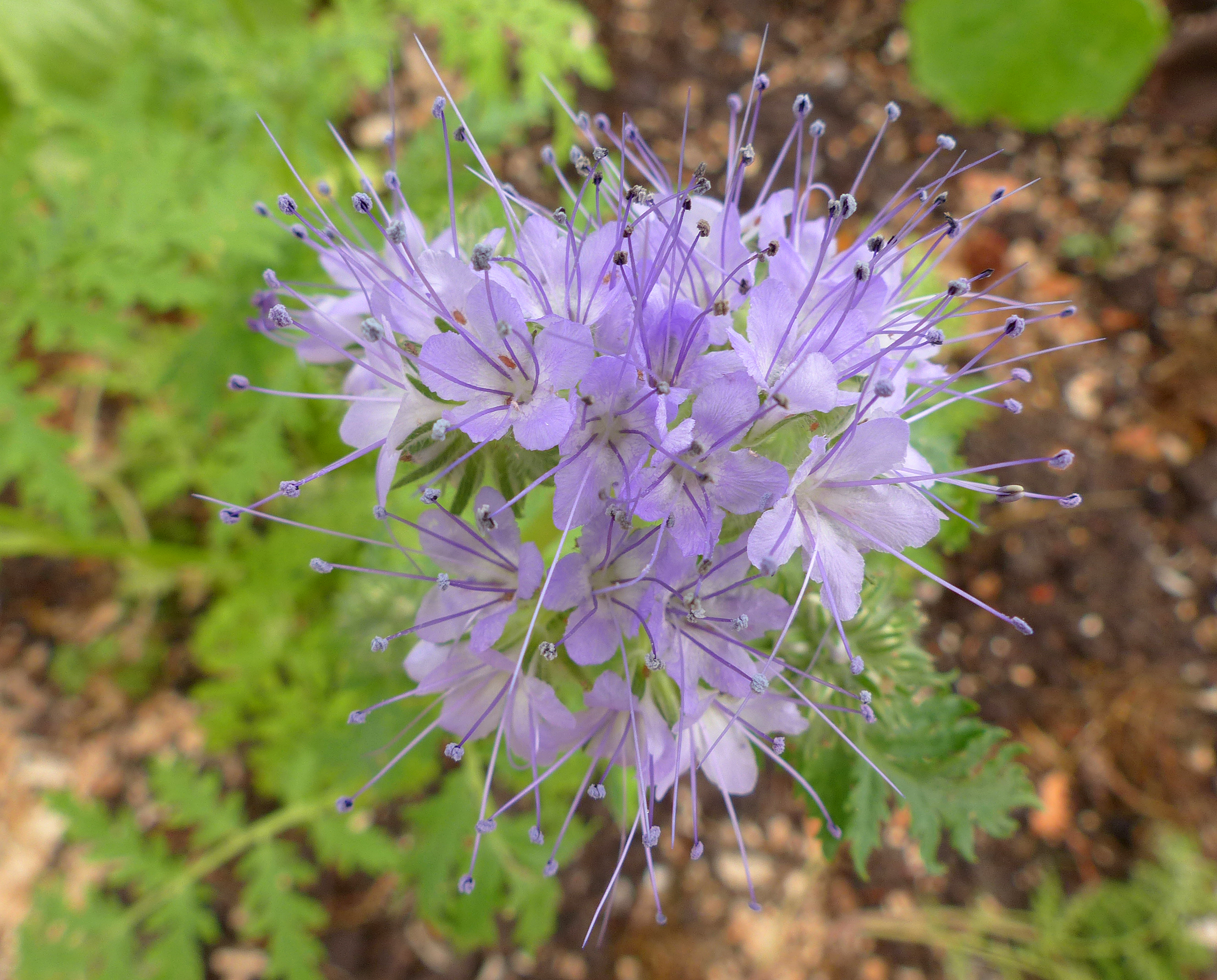 Phacelia
