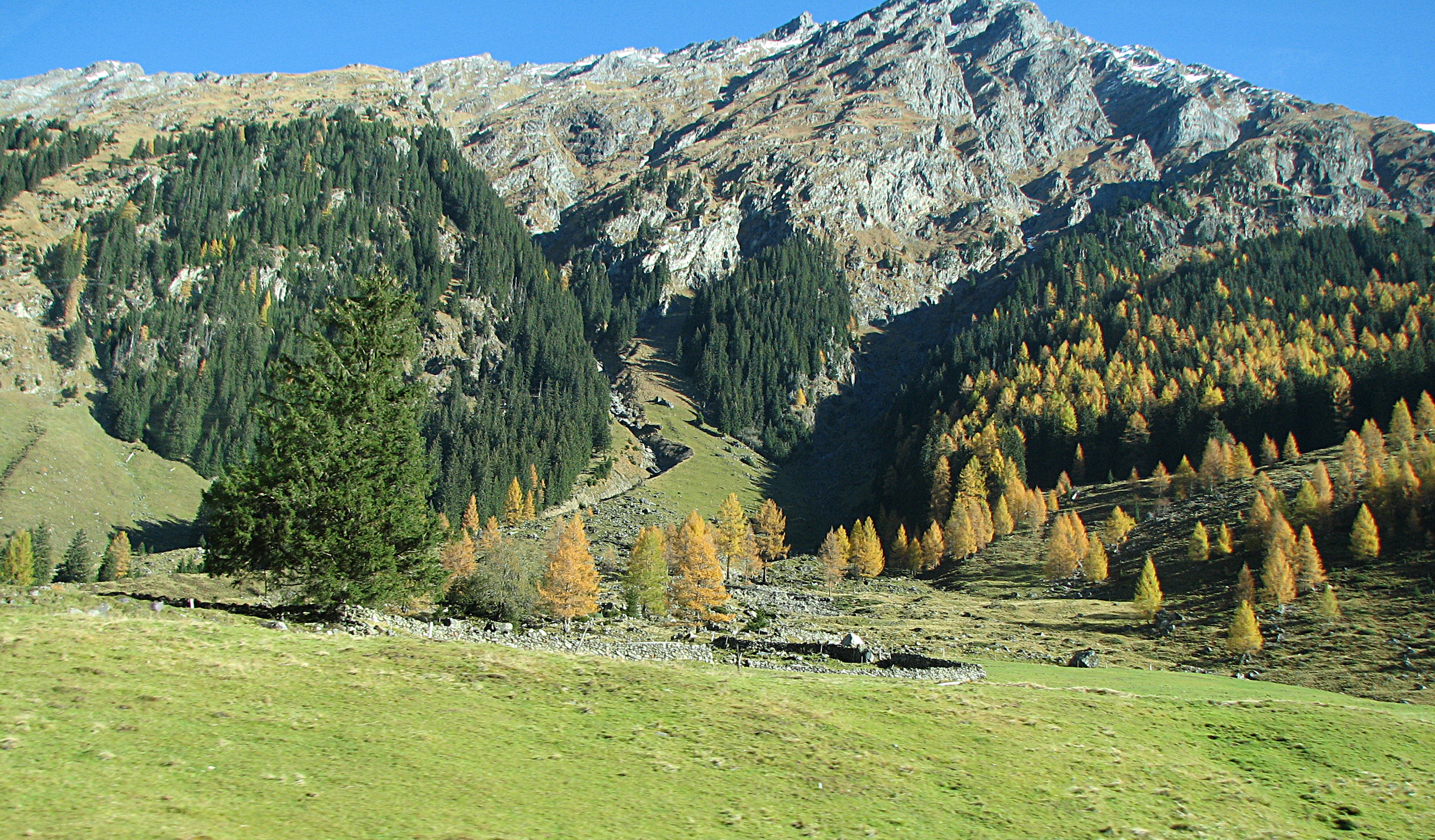 Europäische Lärche