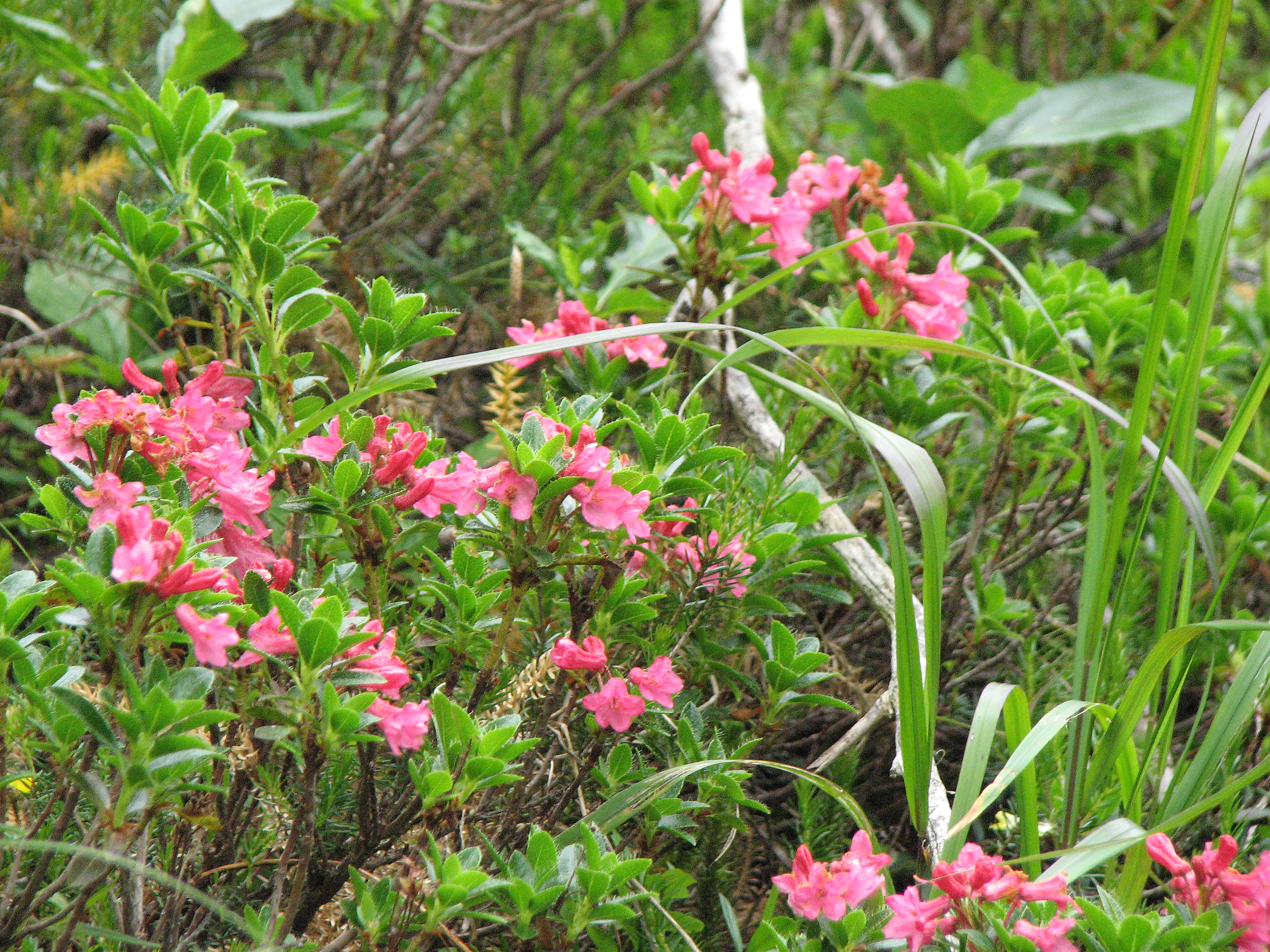 Bewimperte Alpenrose