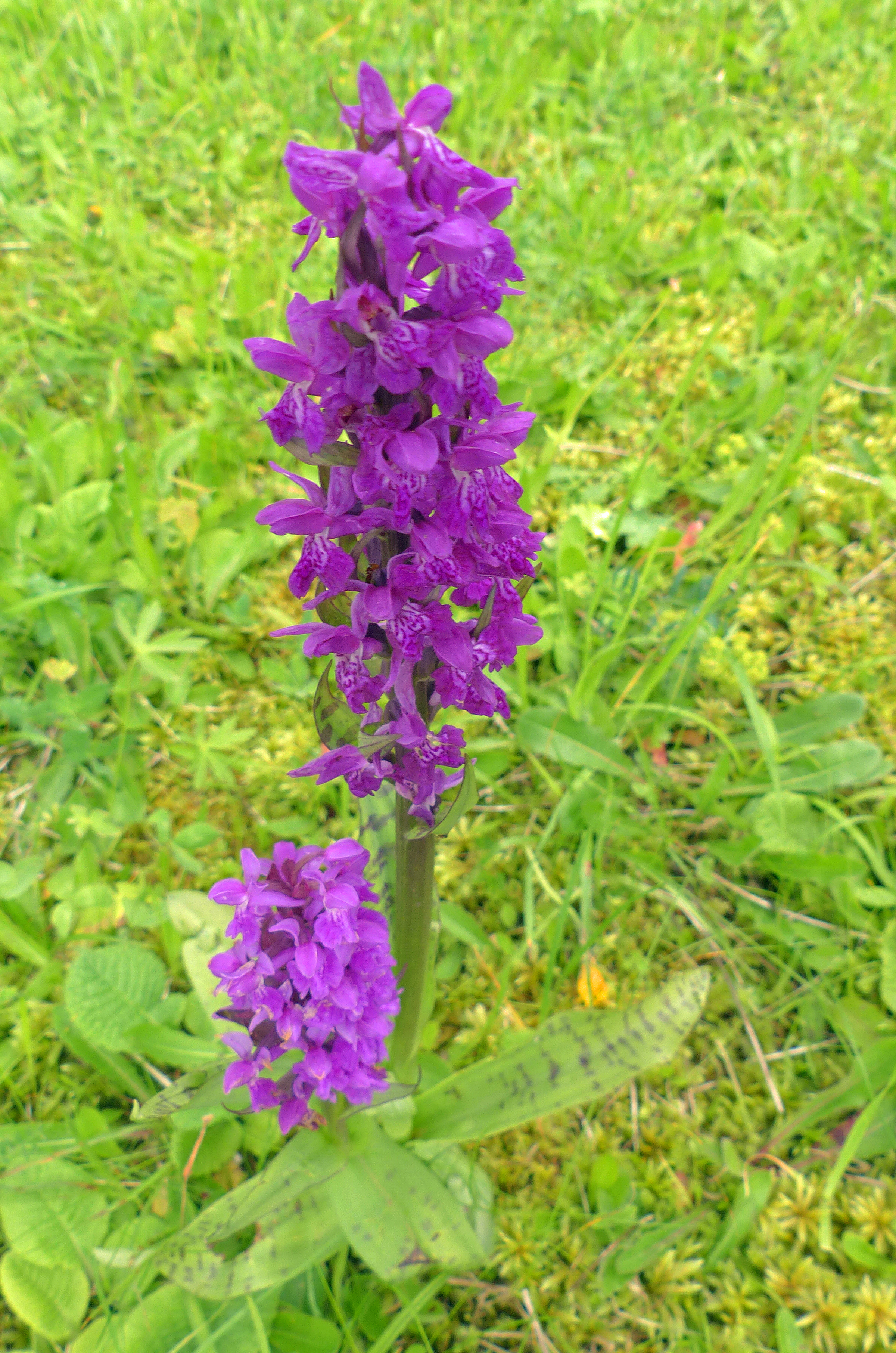 Breitblättrige Fingerwurz