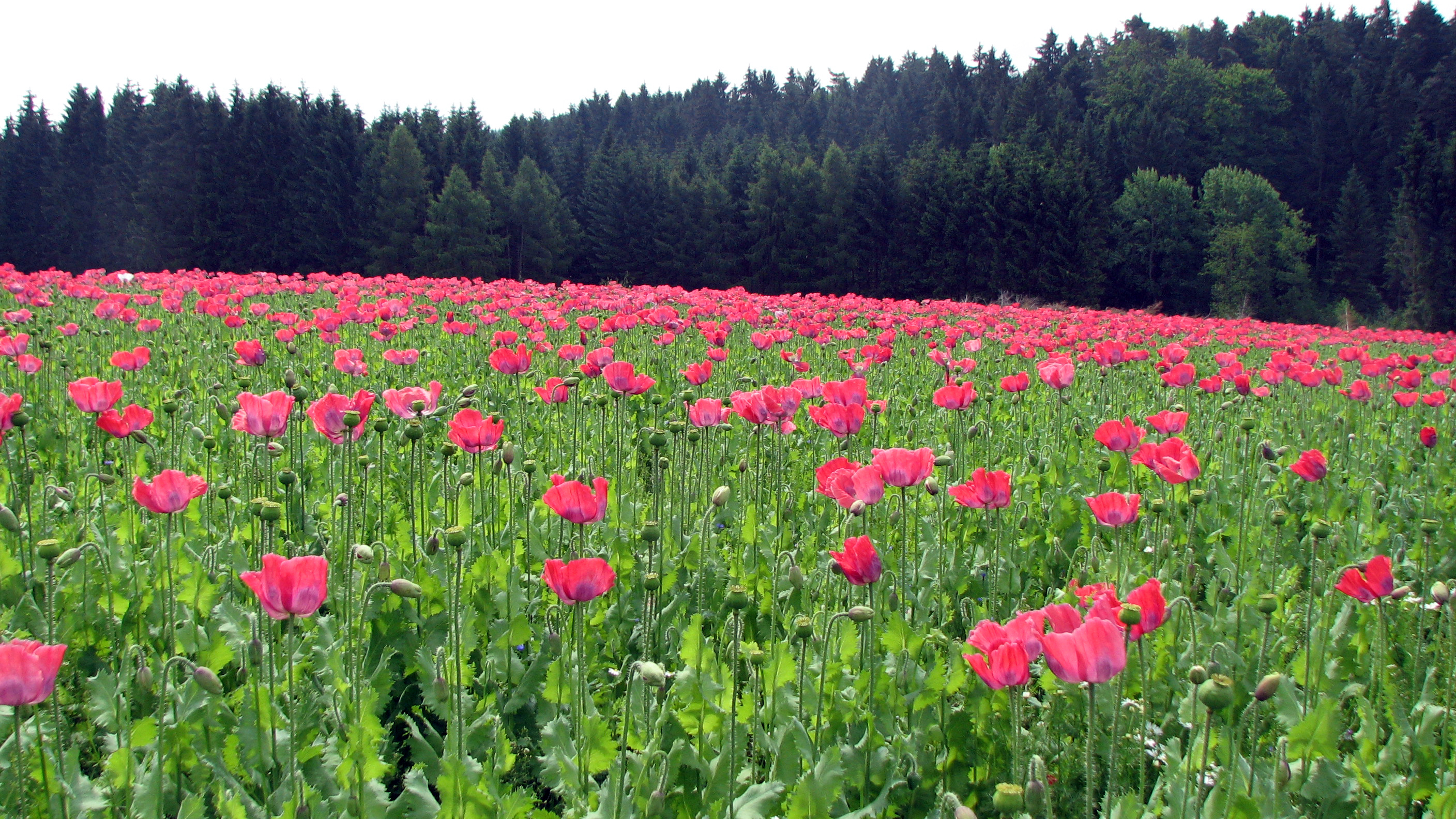 Buchteln mit Mohn-Schoko-Füllung