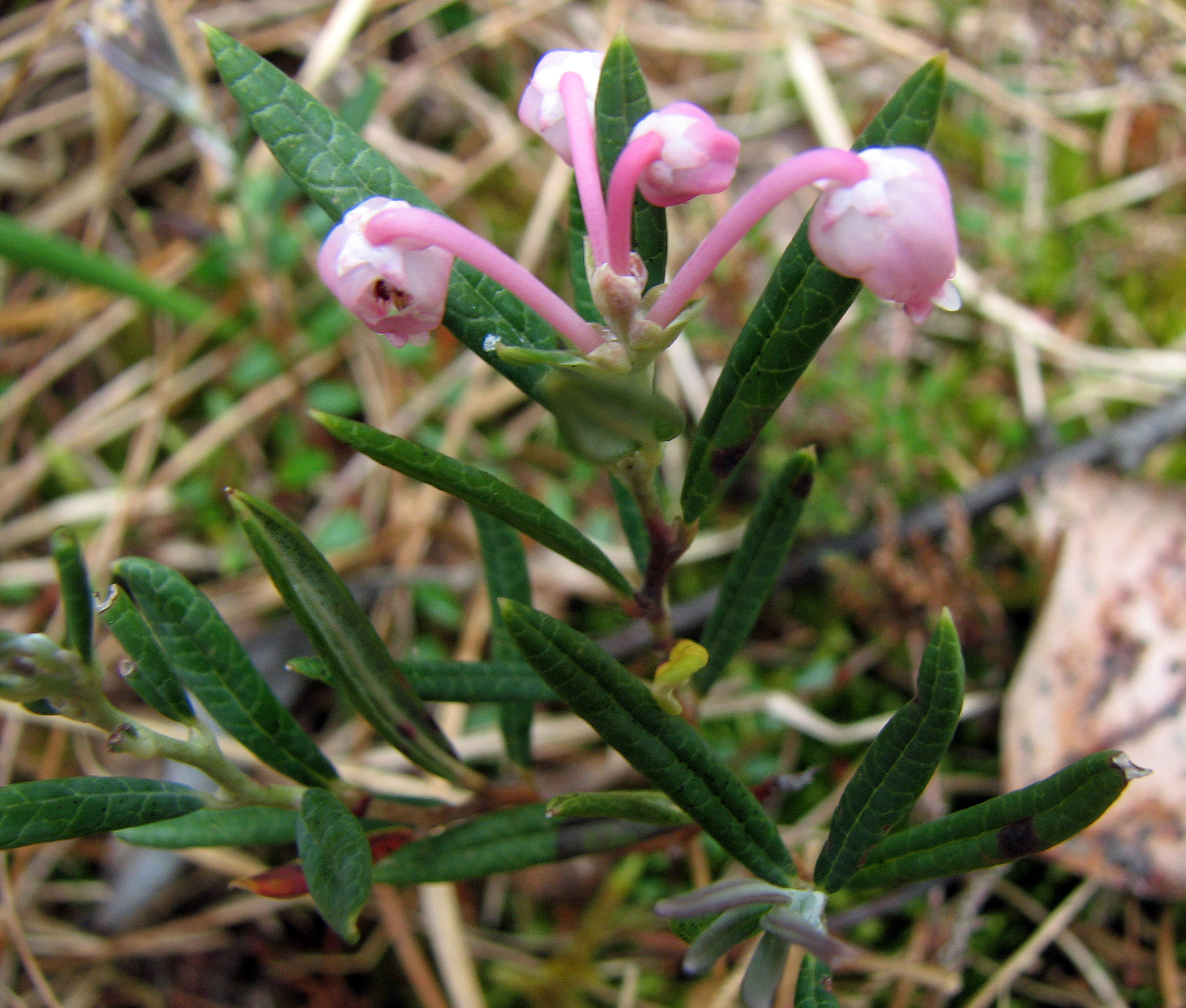 Rosmarinheide