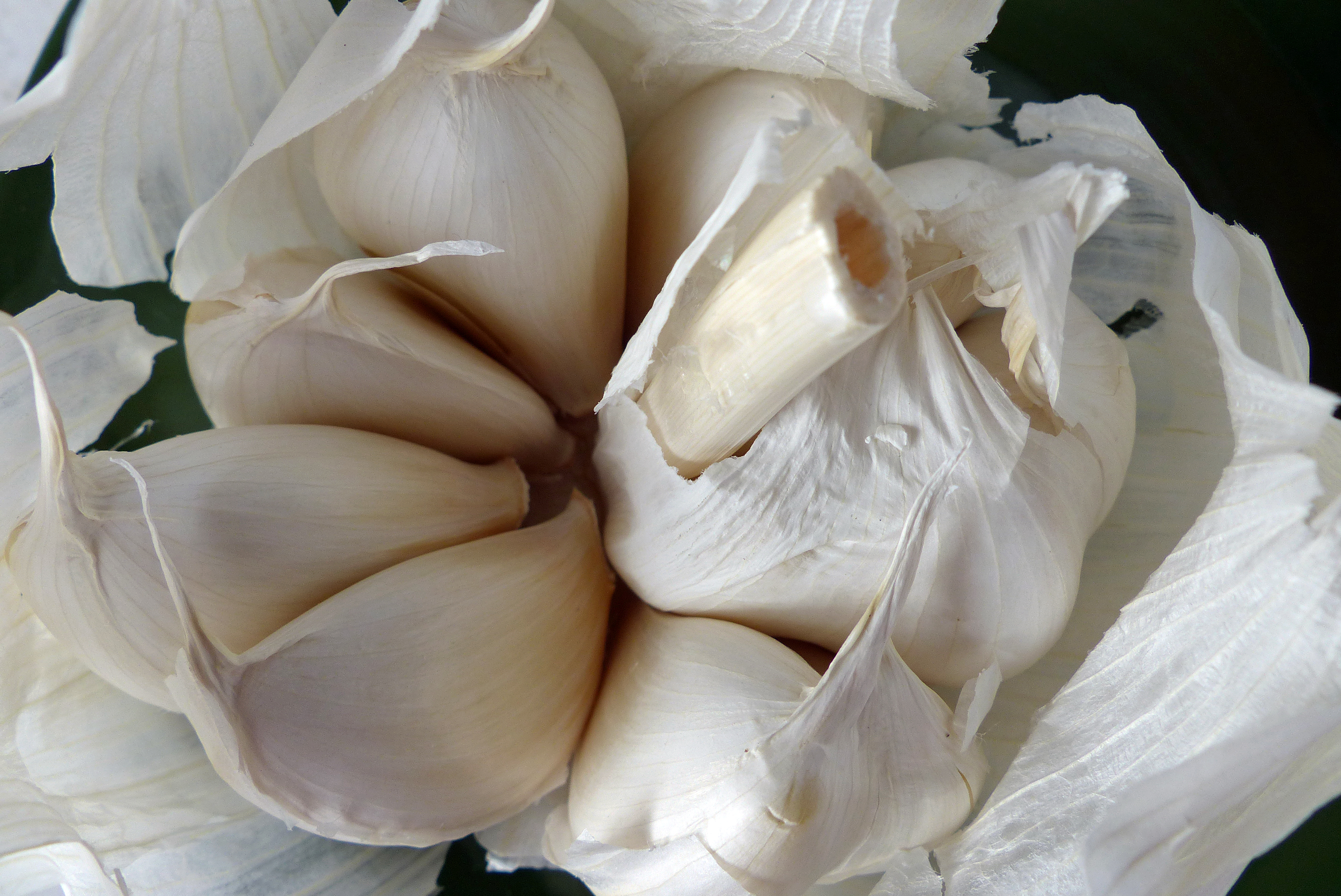 Knoblauch