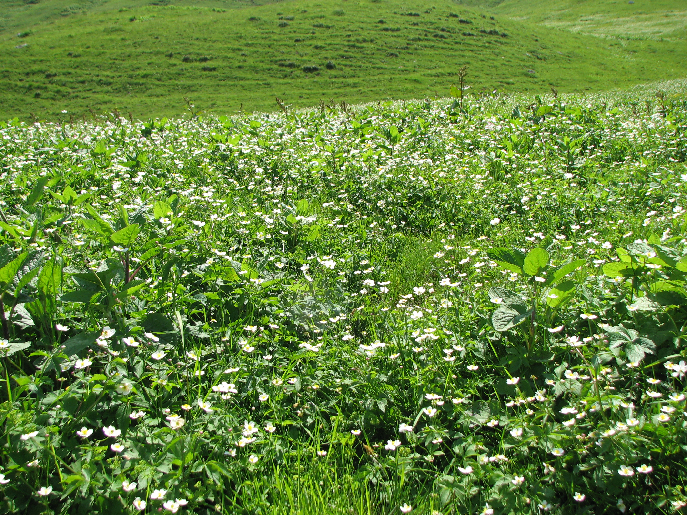 Eisenhutblättriger Hahnenfuß