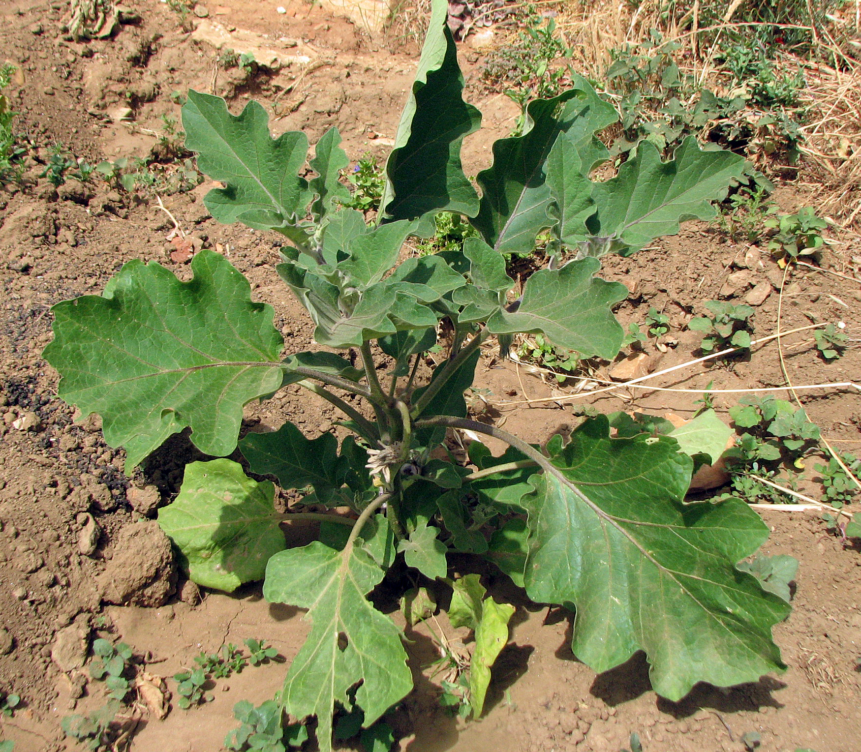 Melanzani
