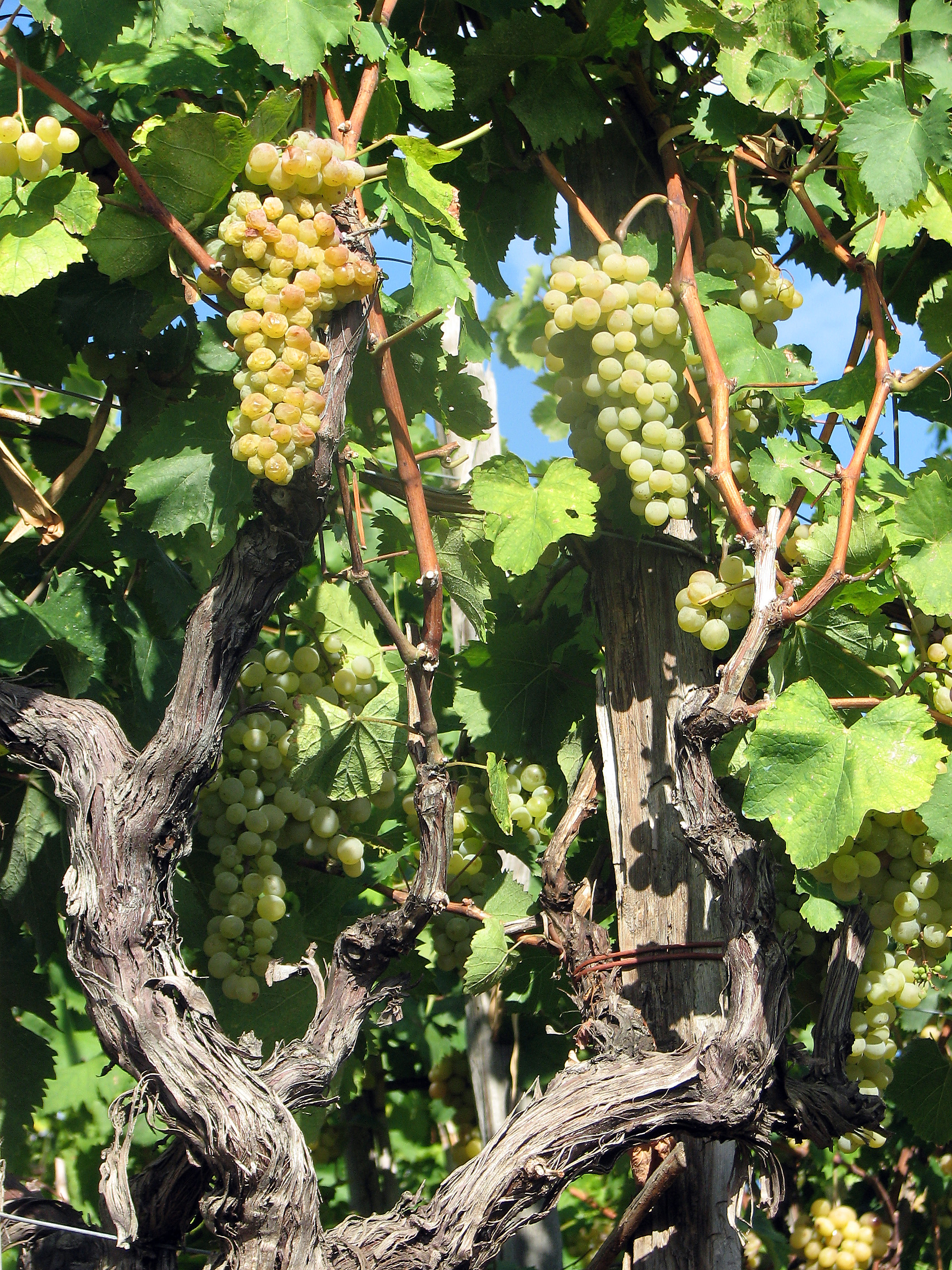 Weinrebe