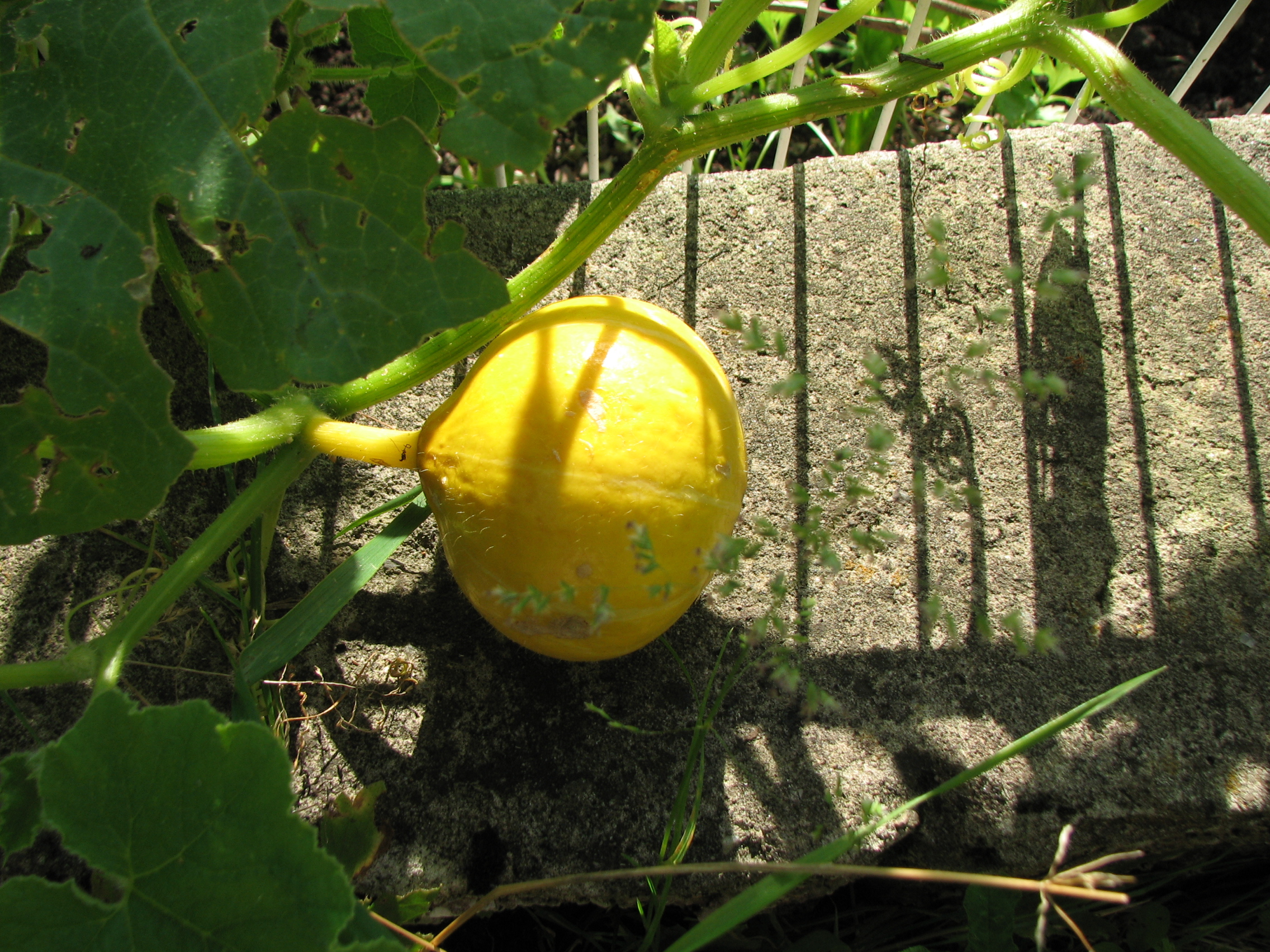 Riesenkürbis