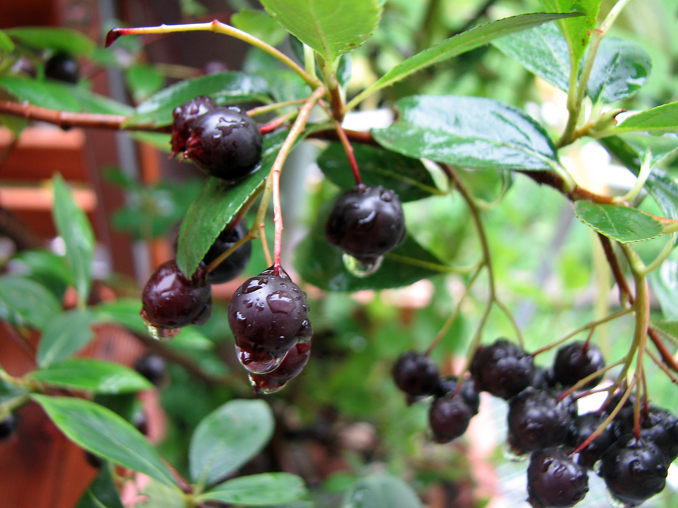Aronia