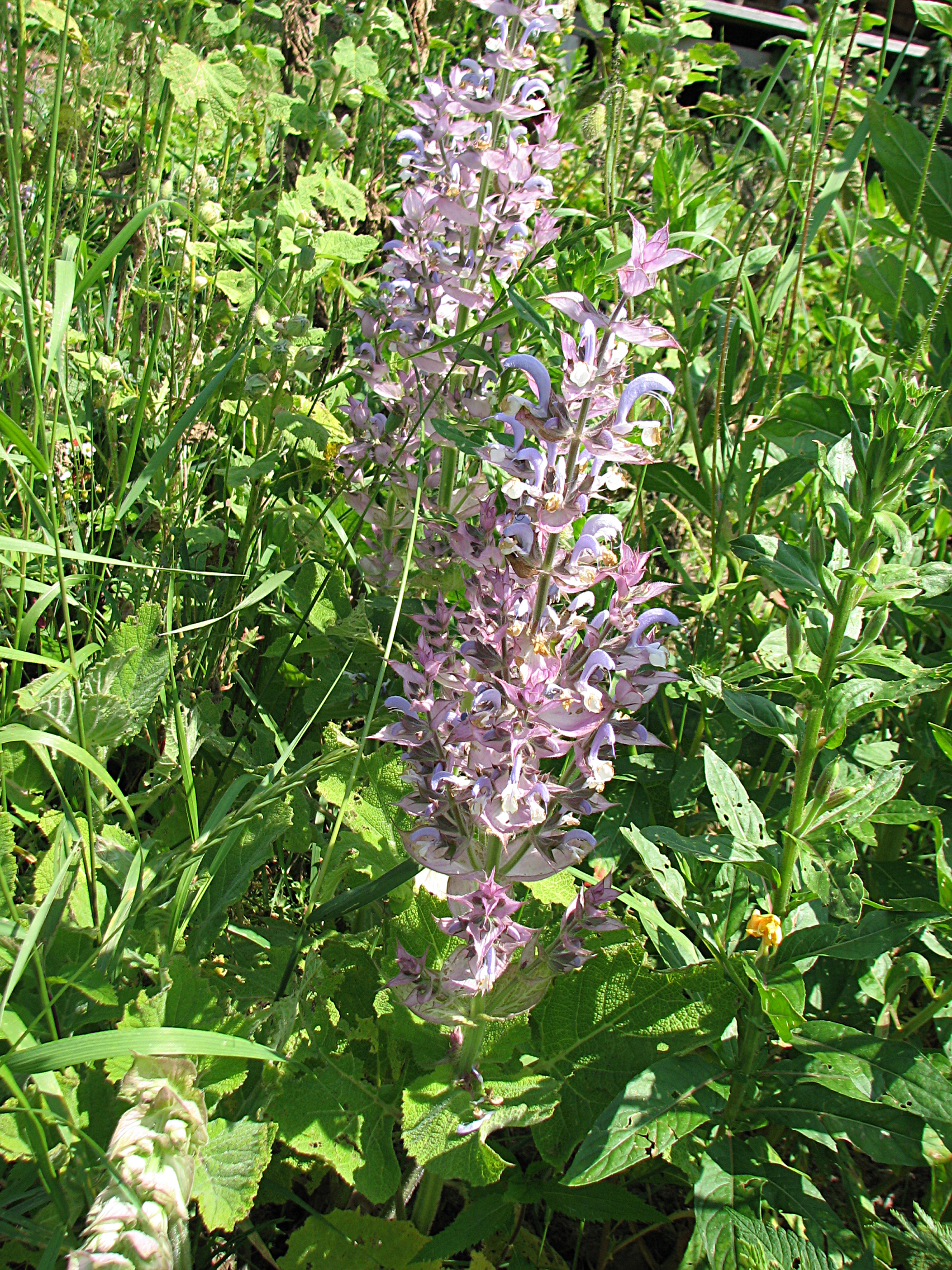 Muskatellersalbei