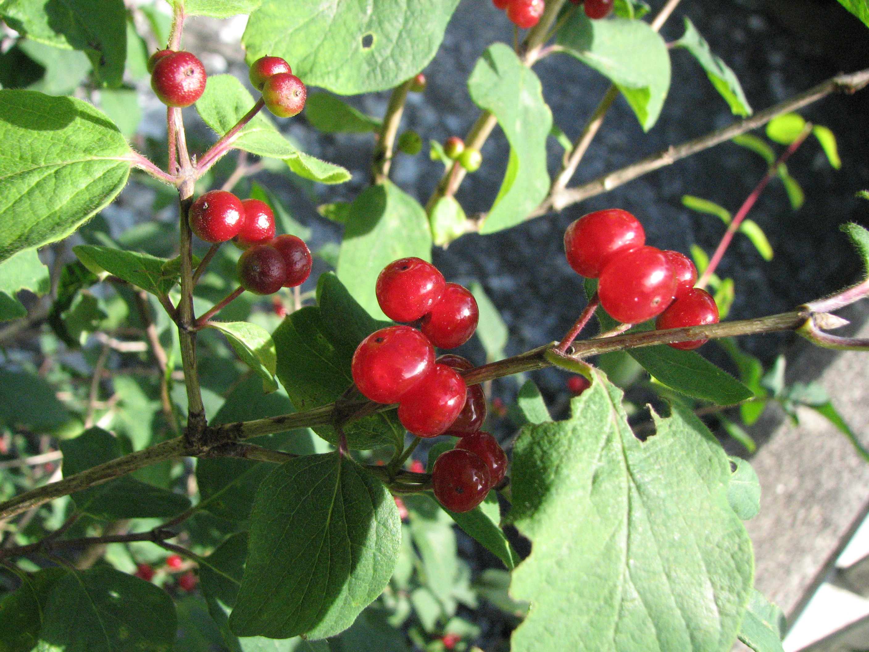 Rote Heckenkirsche