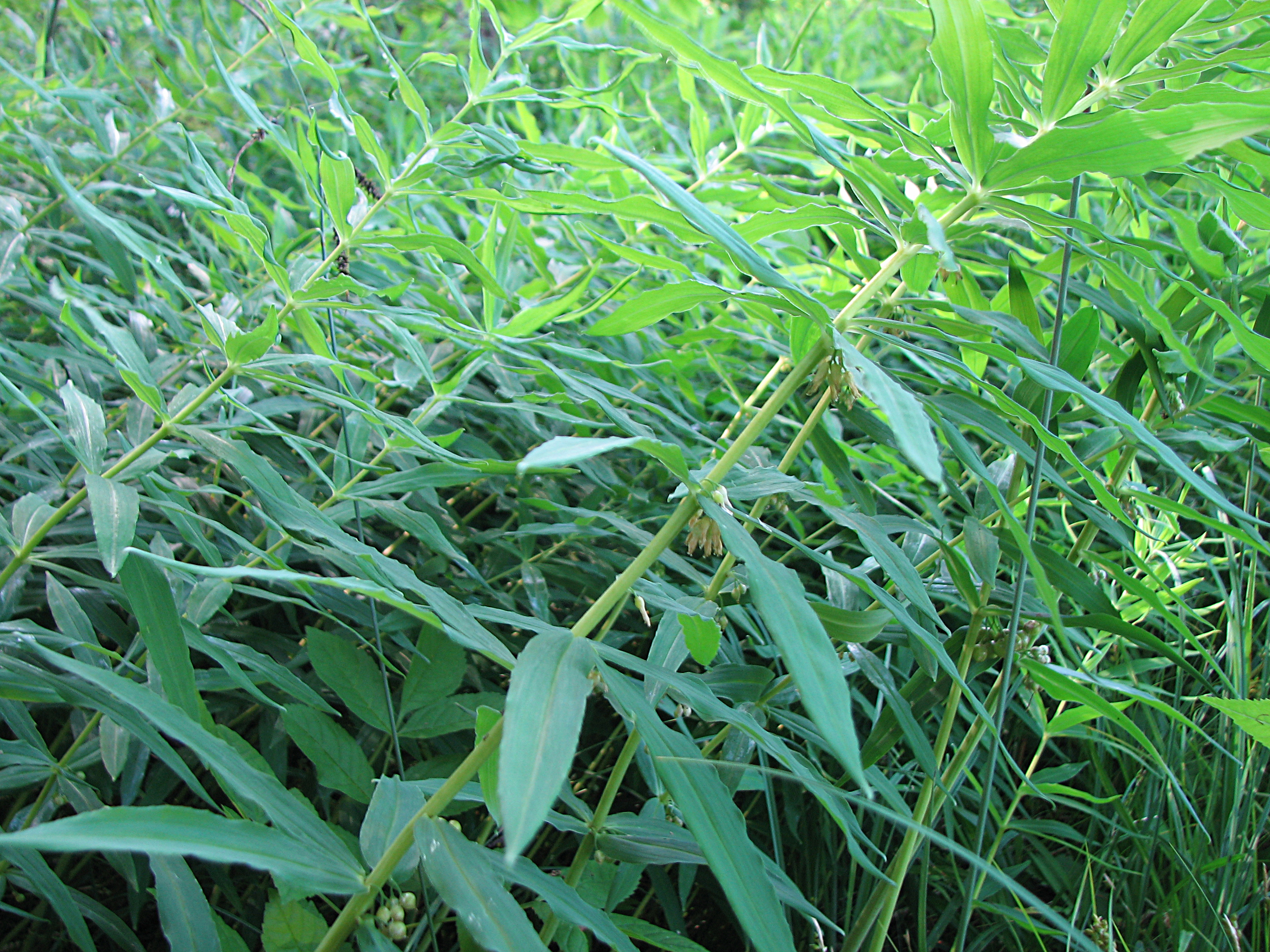 Quirlblättrige Weißwurz