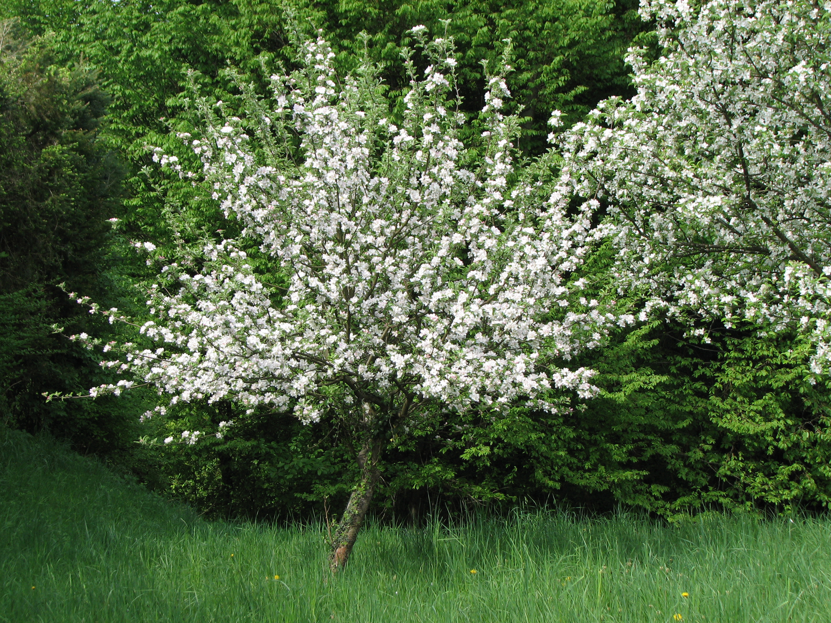 Apfel