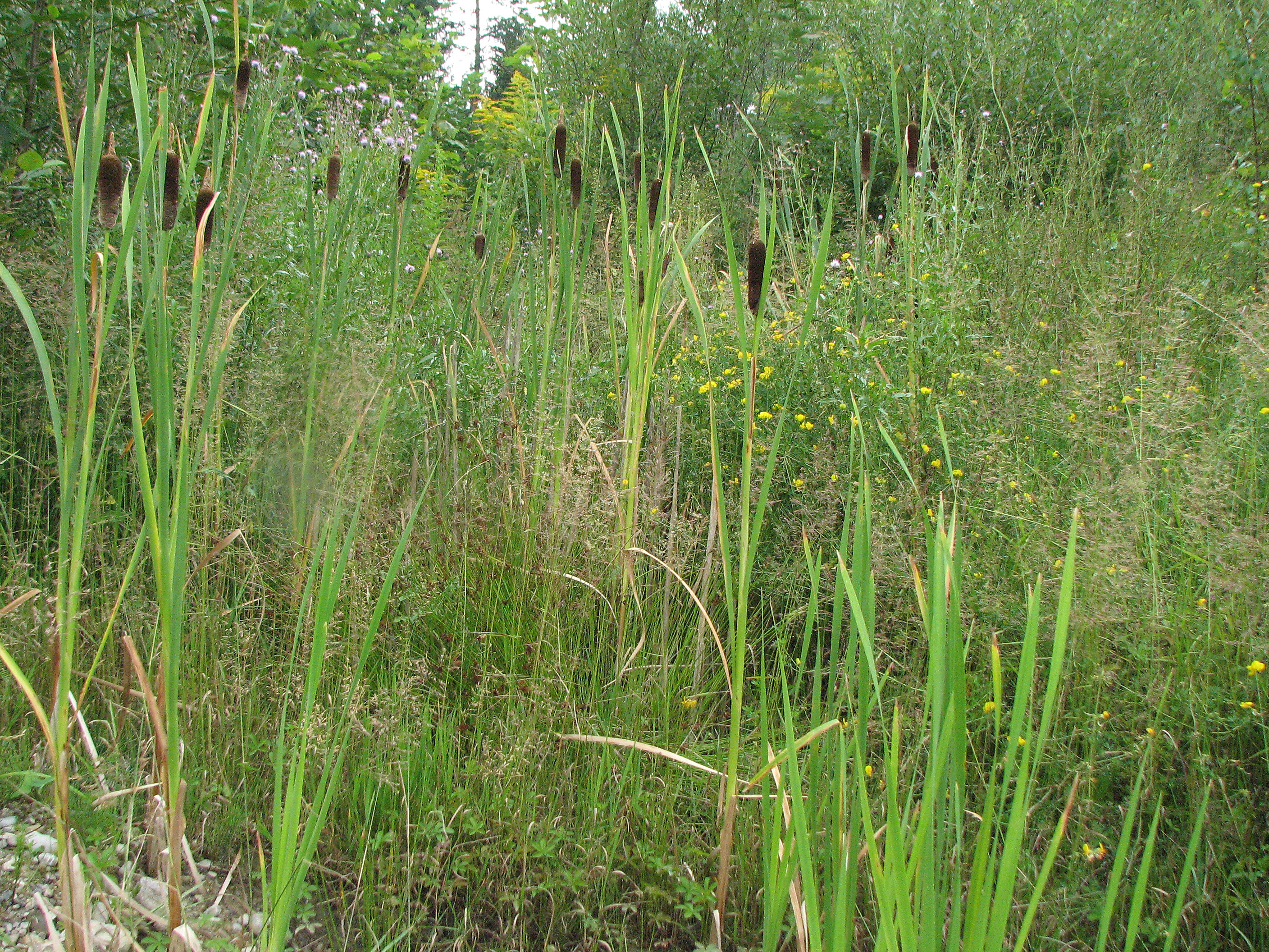 Breitblättriger Rohrkolben