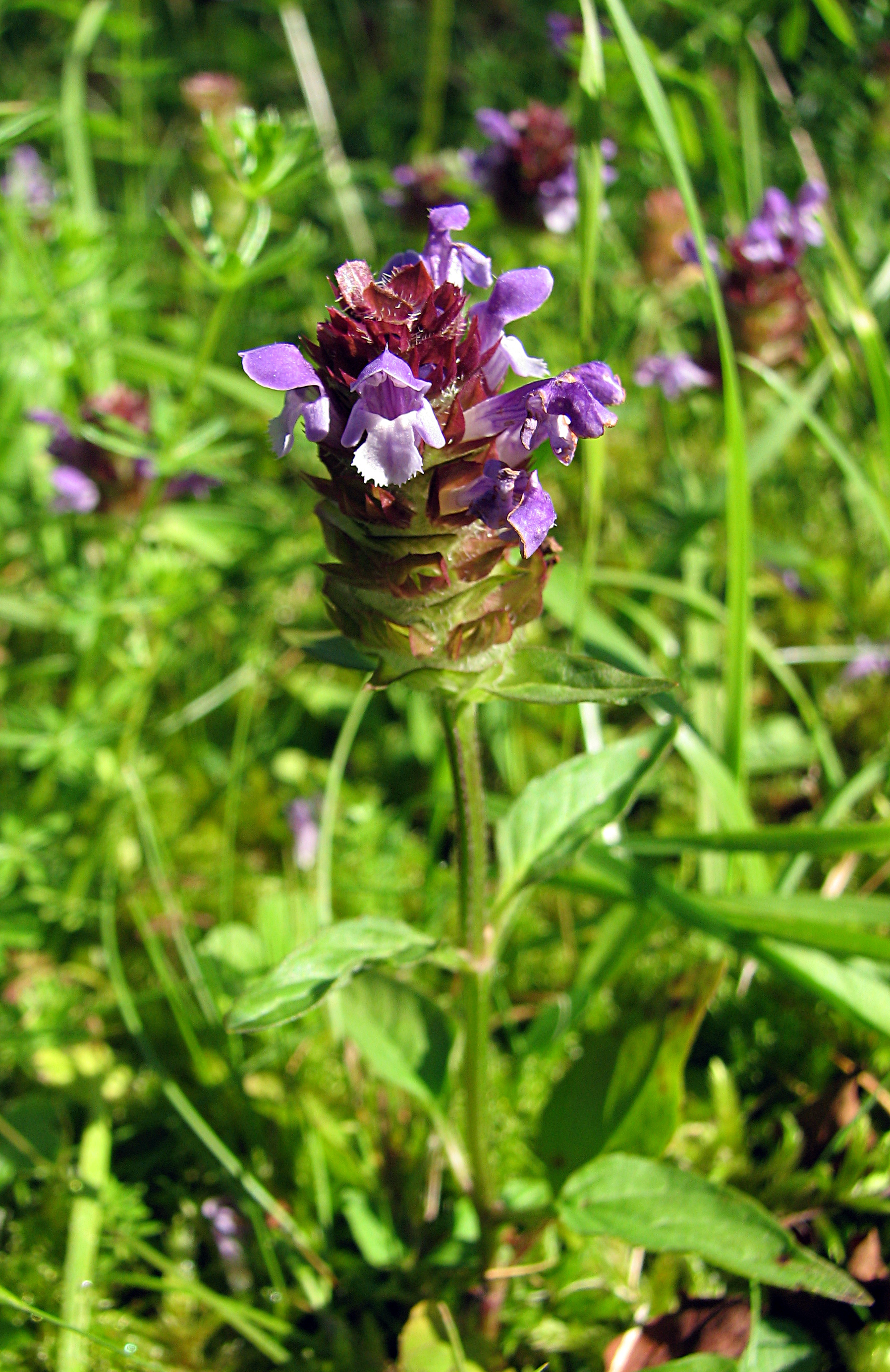 Kleine Braunelle
