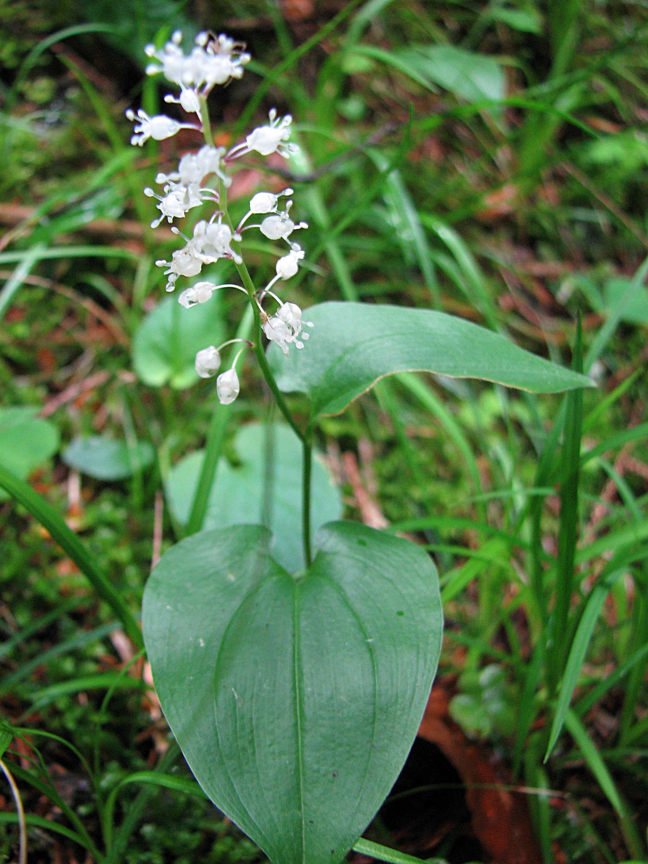Zweiblättriges Schattenblümchen