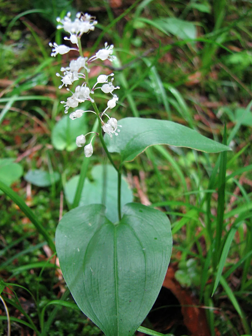 Zweiblättriges Schattenblümchen