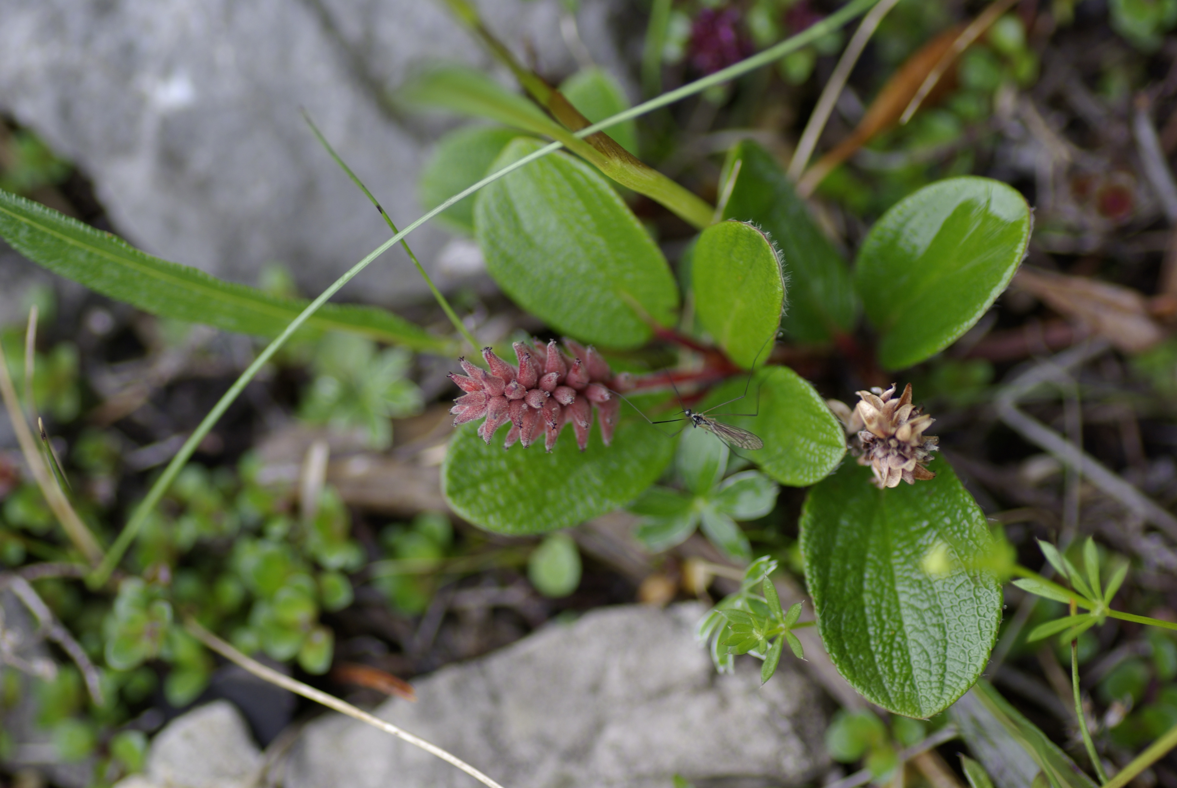 Netzblättrige Kriechweide