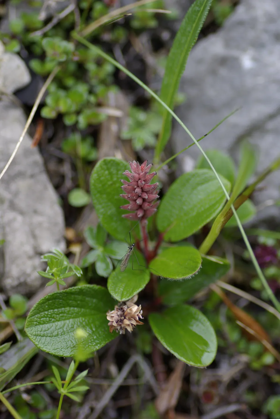 Netzblättrige Kriechweide