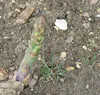 Spargel