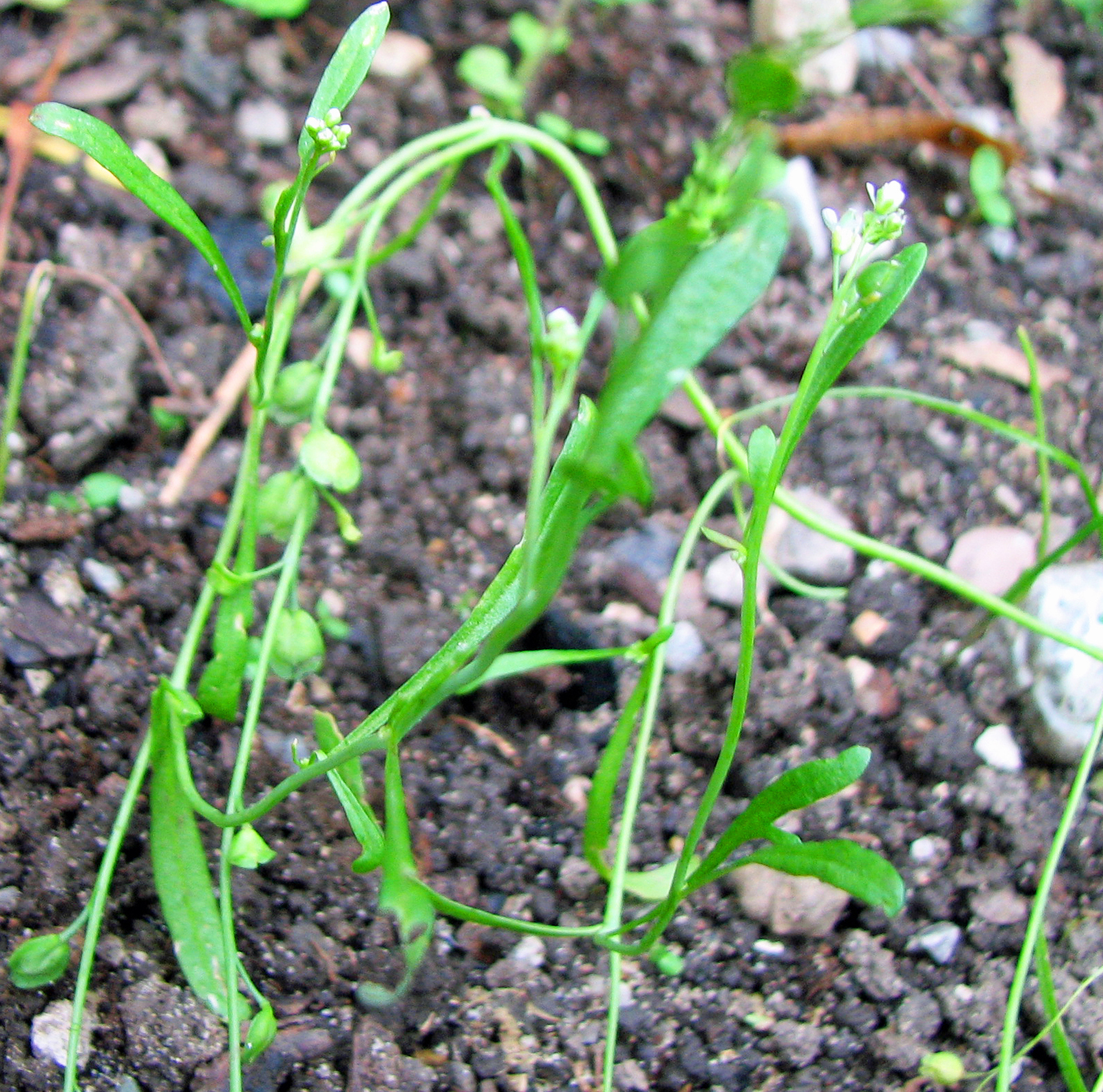 Gartenkresse