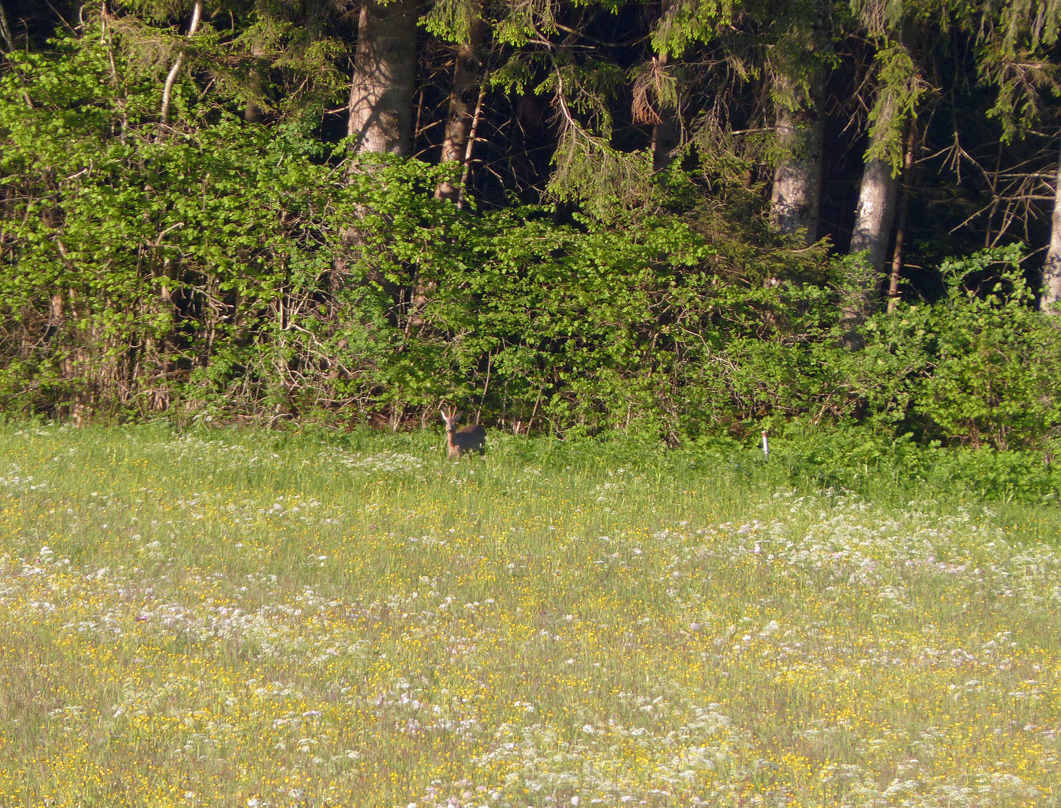 <p>Maibock (Rehbock)</p>