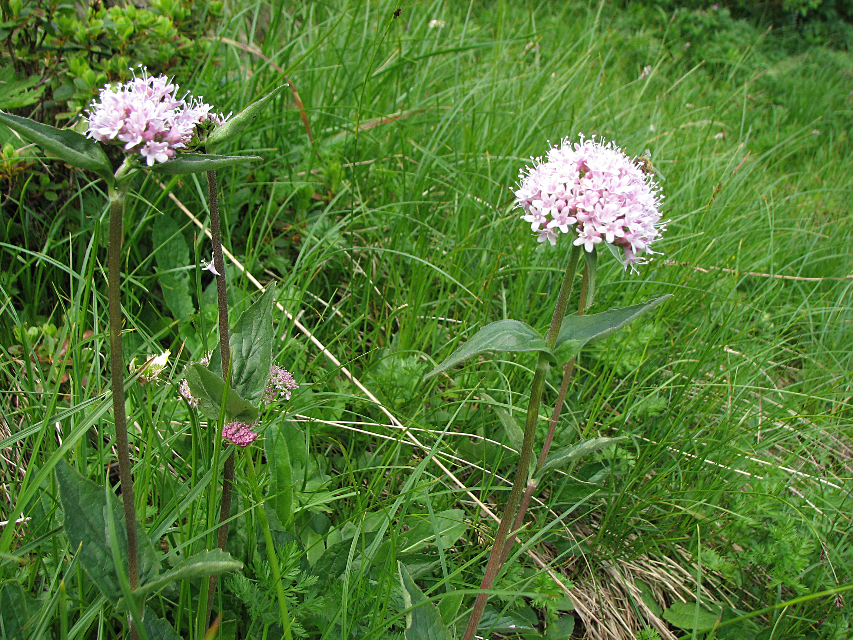 Bergbaldrian