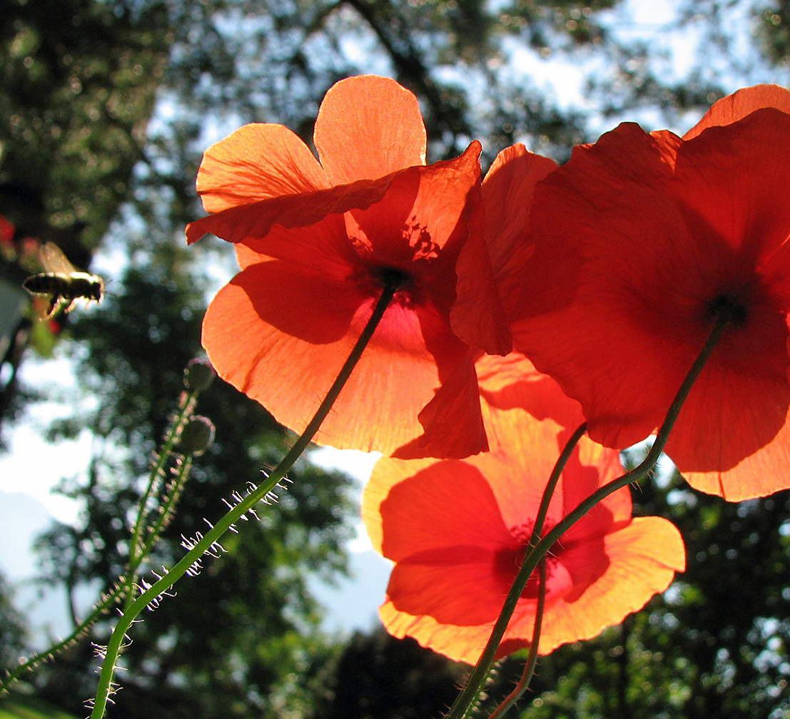 Klatschmohn