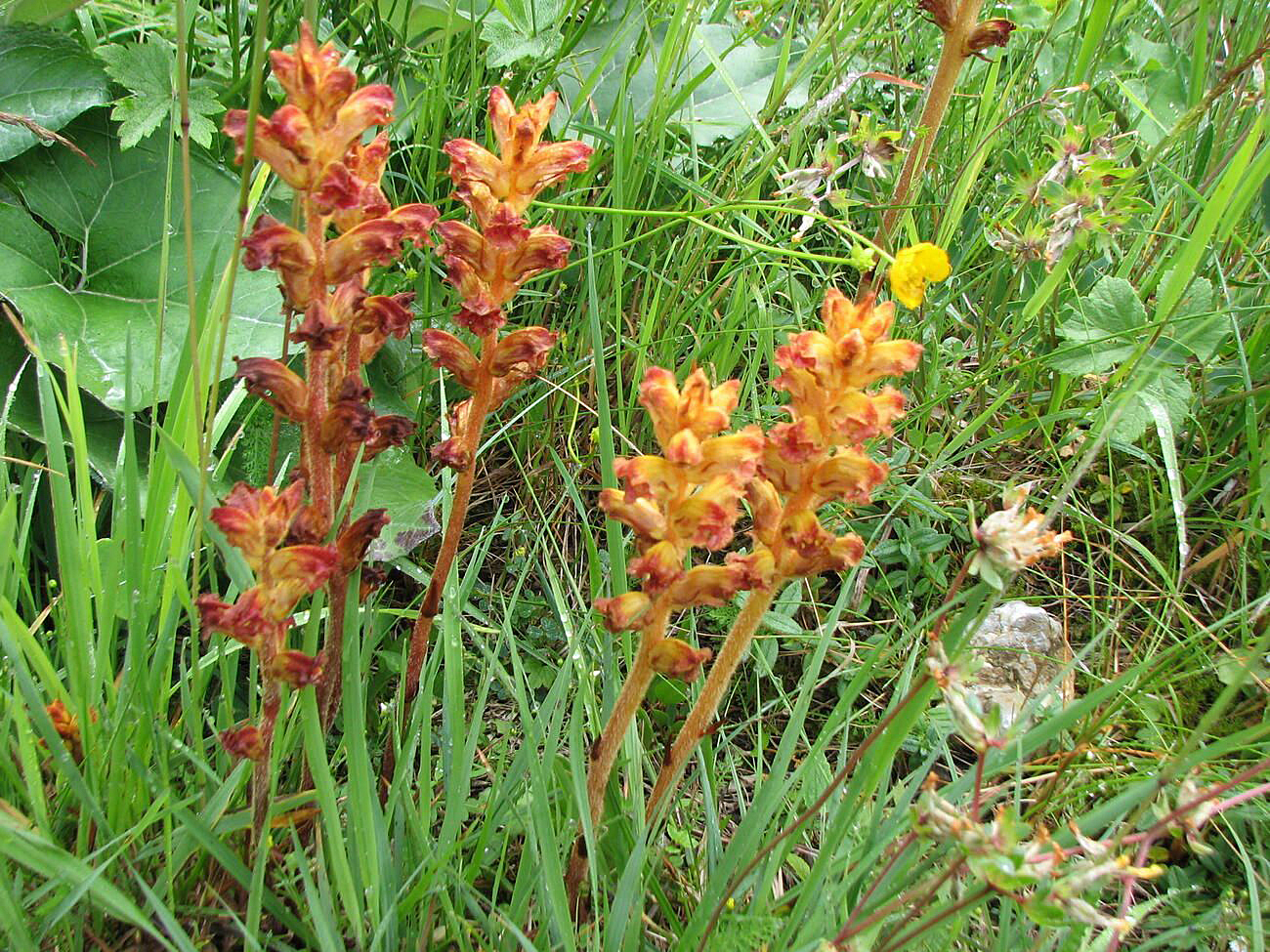 Blutrote Sommerwurz