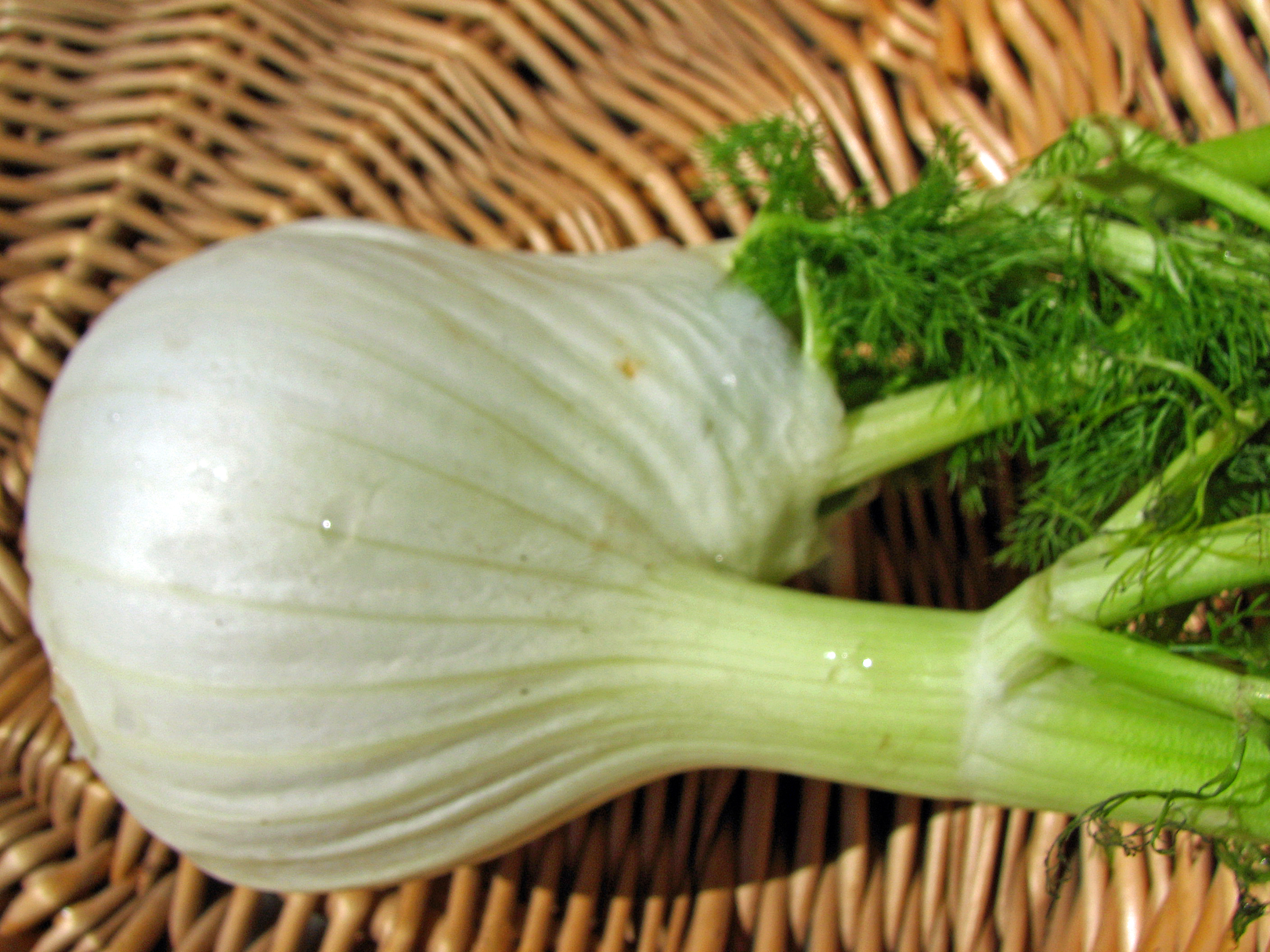 Knollenfenchel