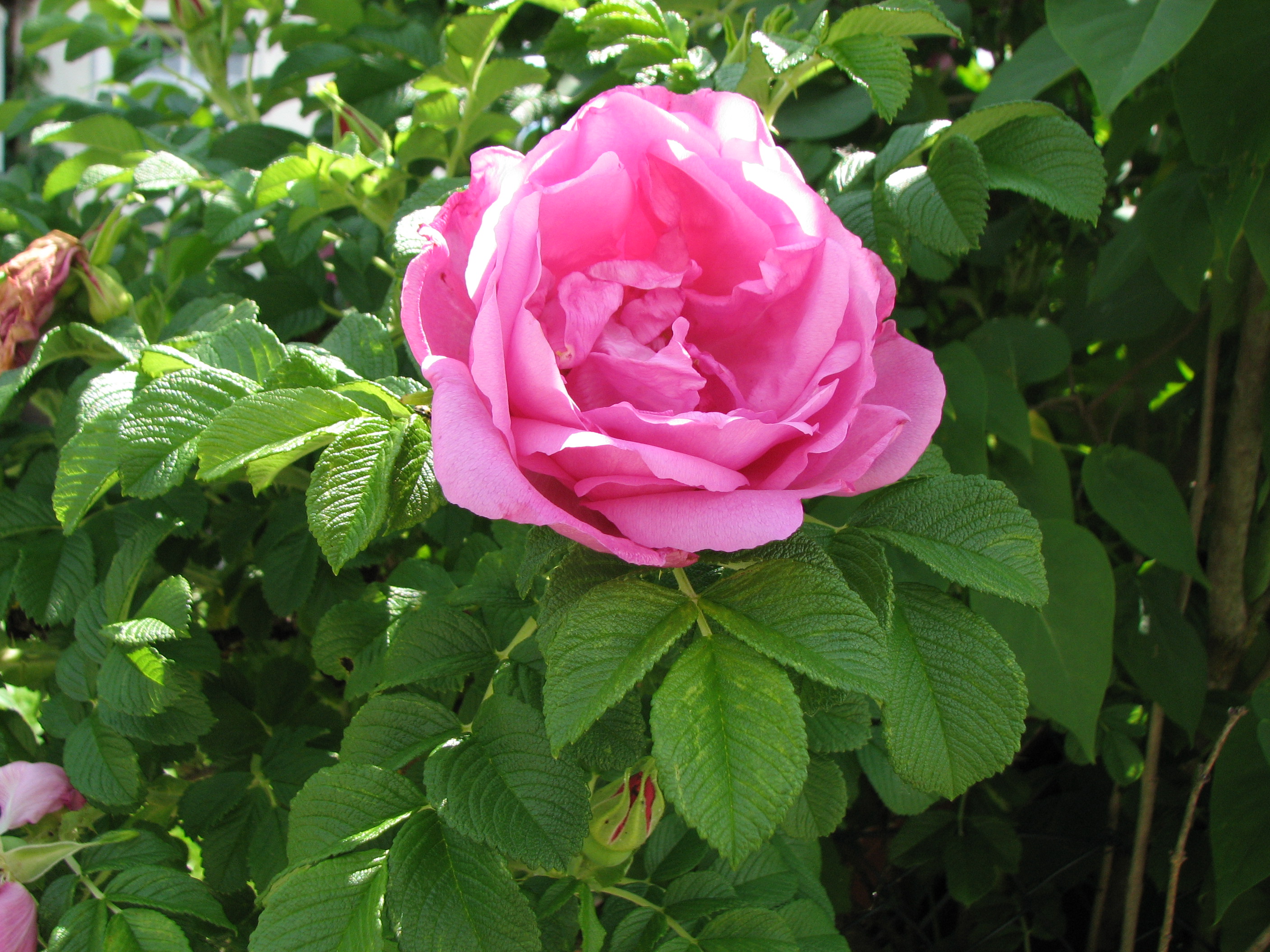 Kartoffelrose-Wildrose