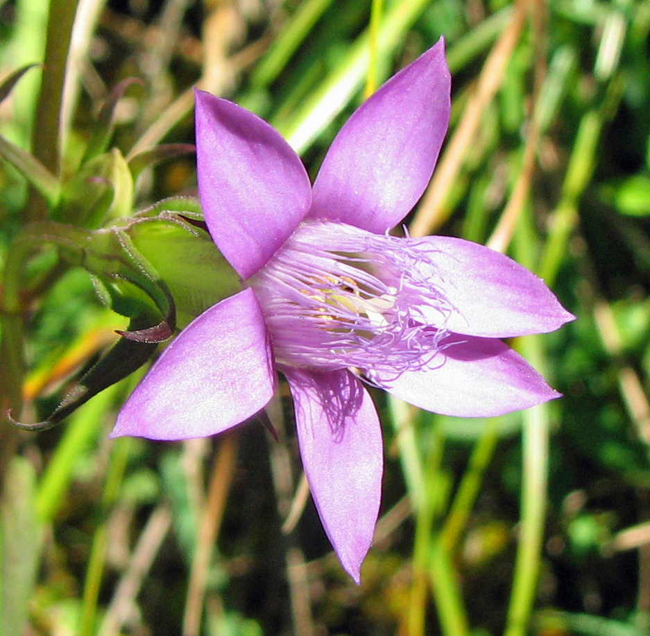 Deutscher Fransenenzian