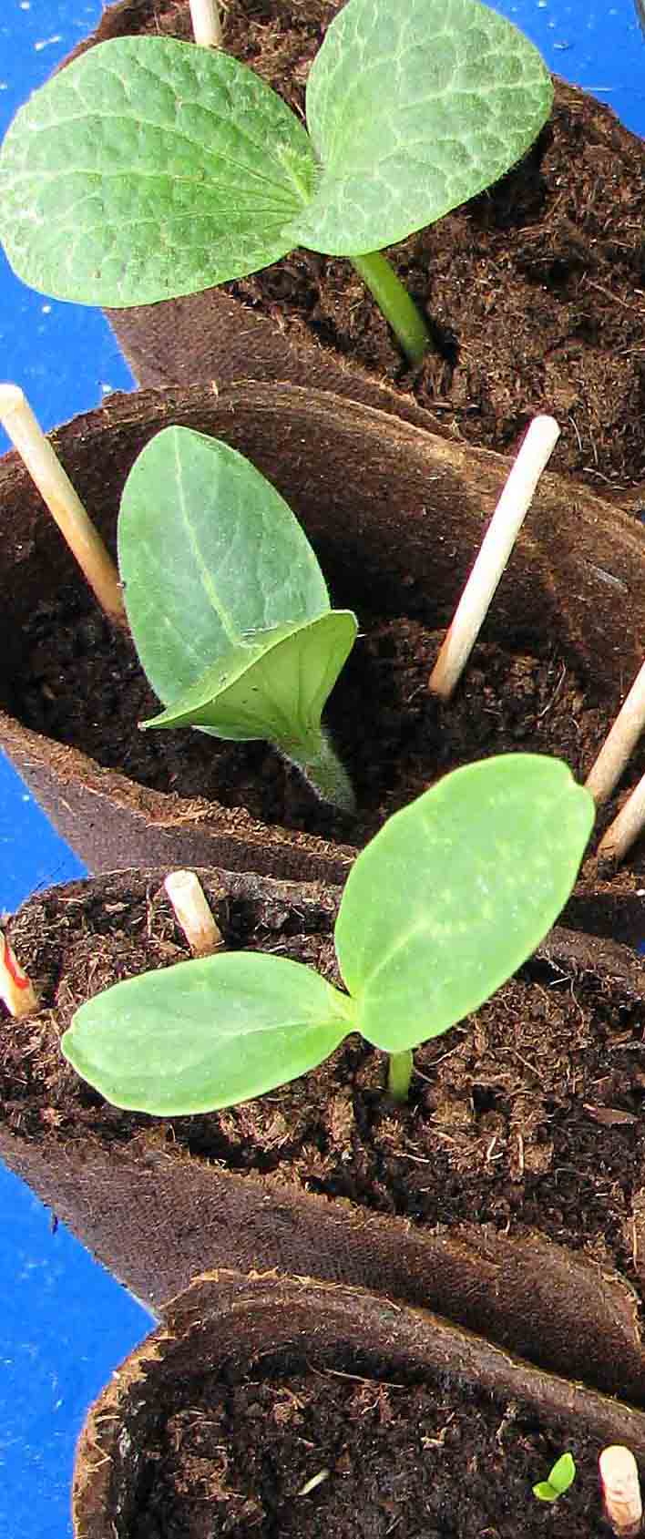 Zucchini