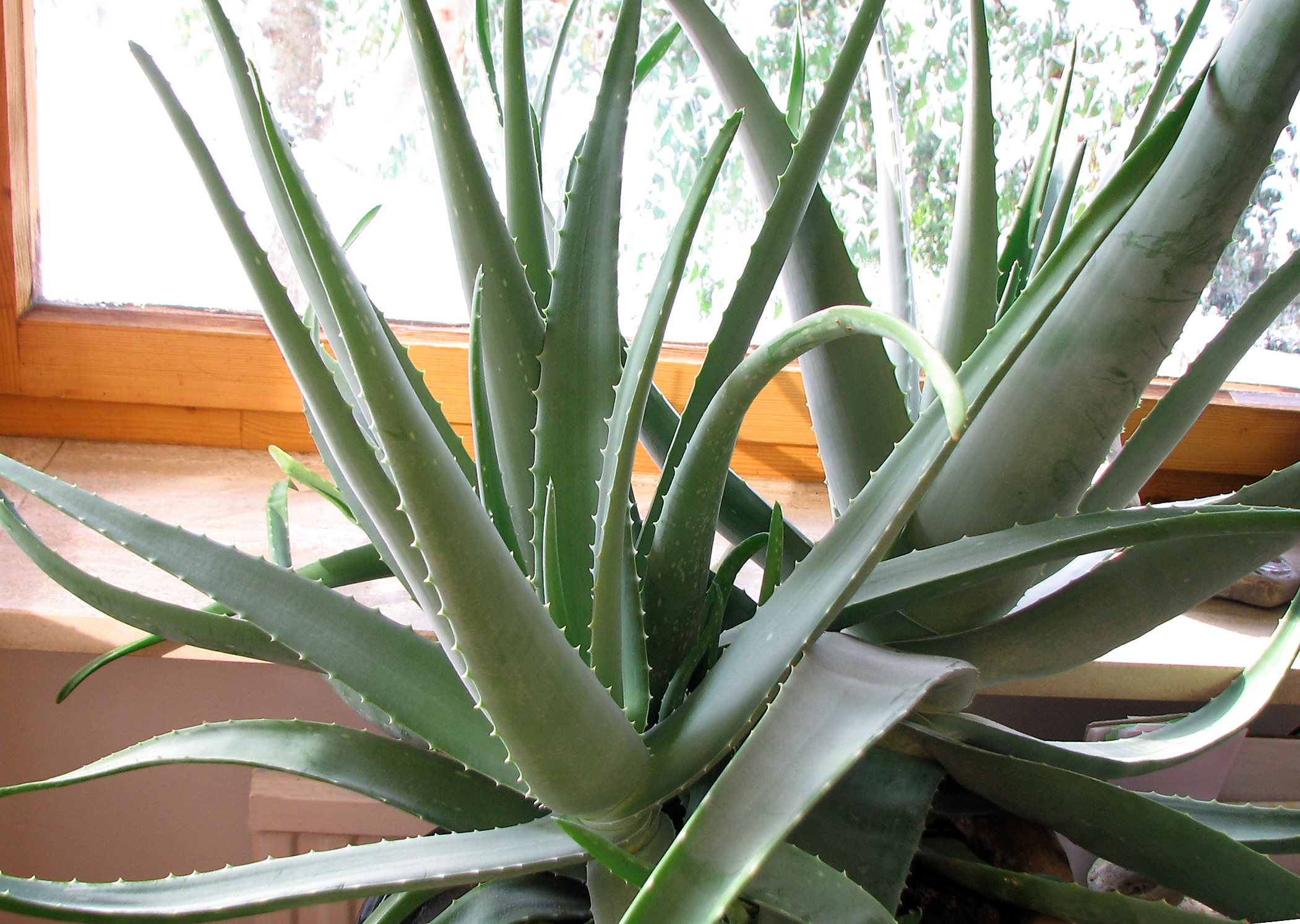 Aloe vera-Drink