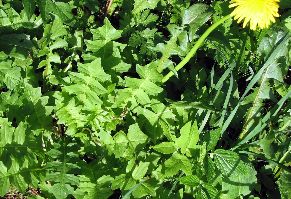 Hainsalat