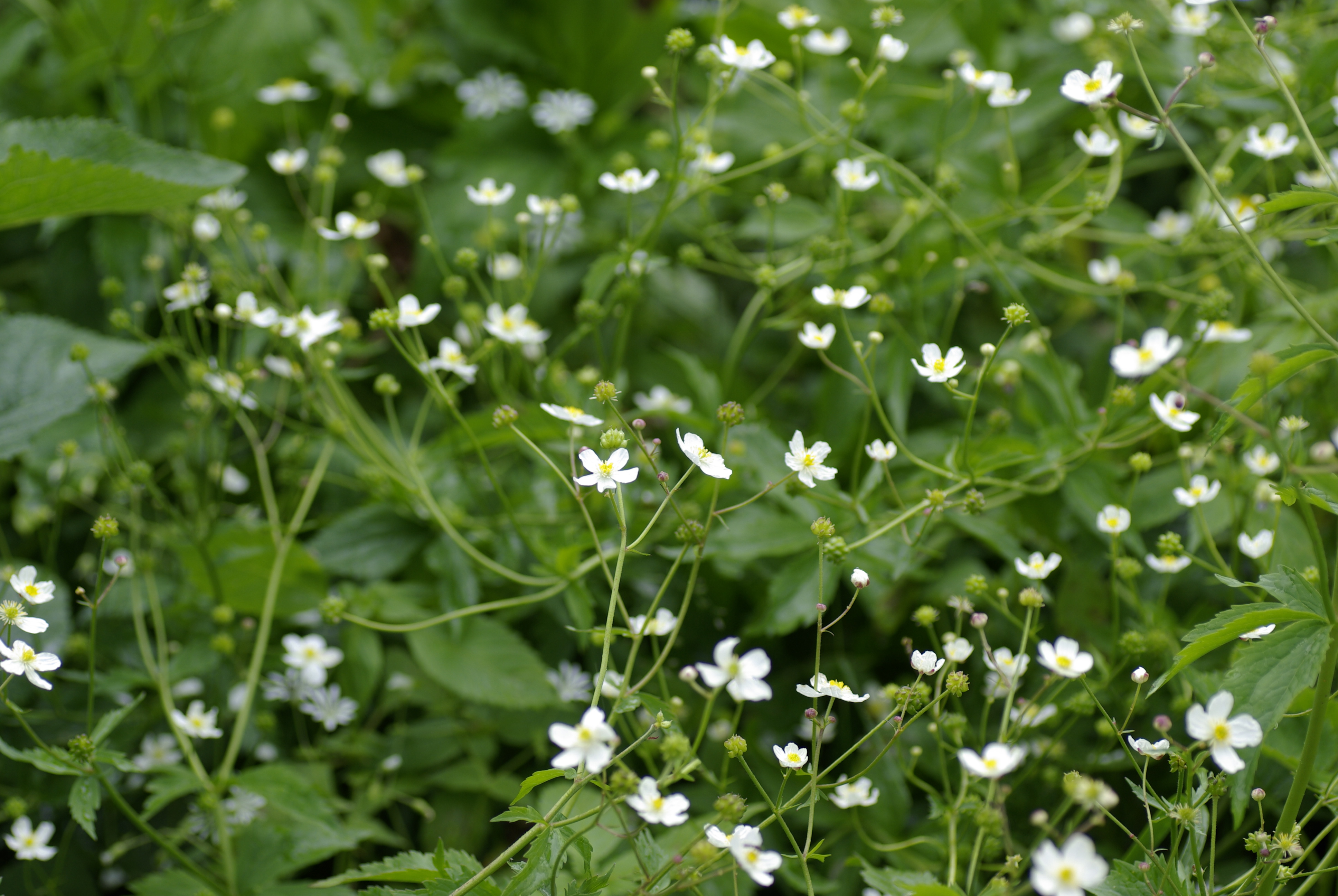Eisenhutblättriger Hahnenfuß