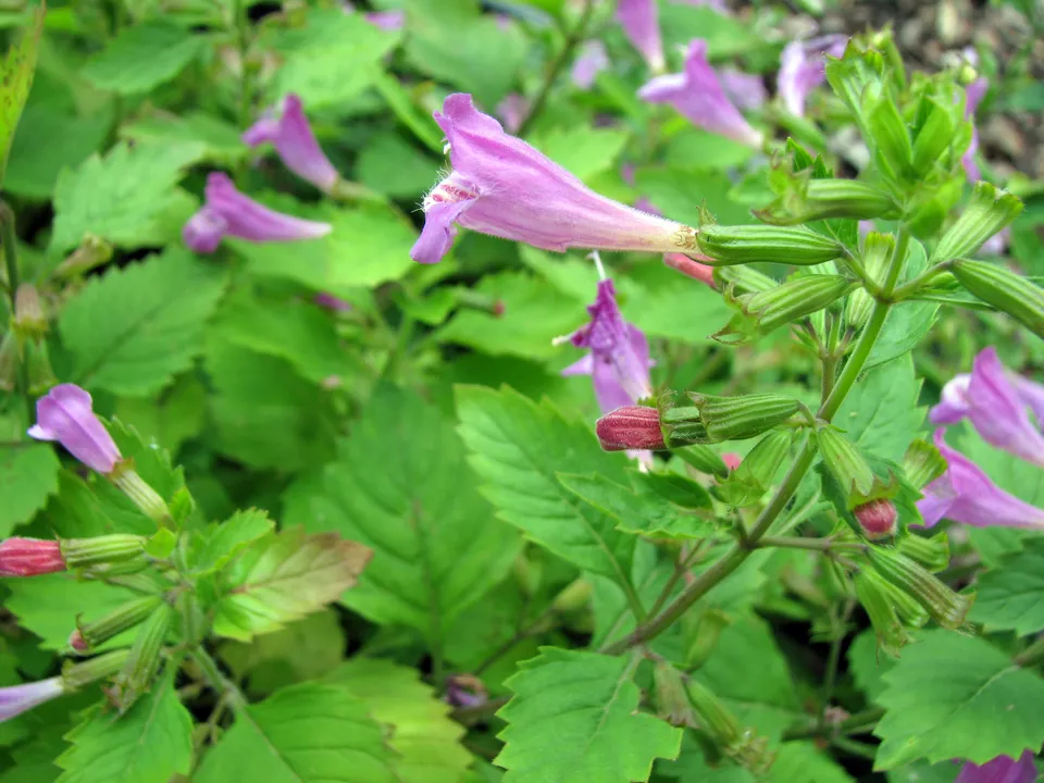 Großblütige Bergminze