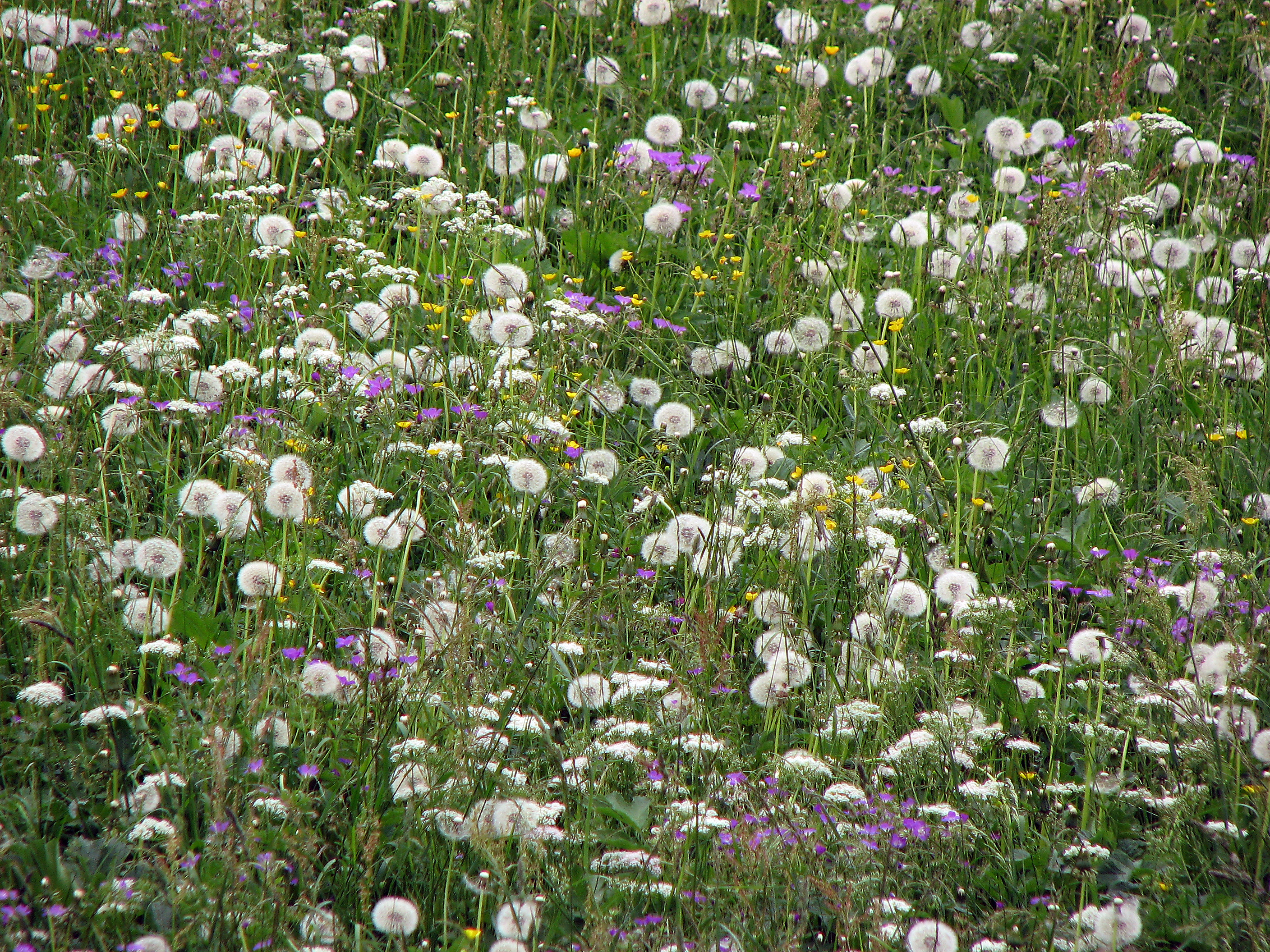 Gewöhnlicher Löwenzahn