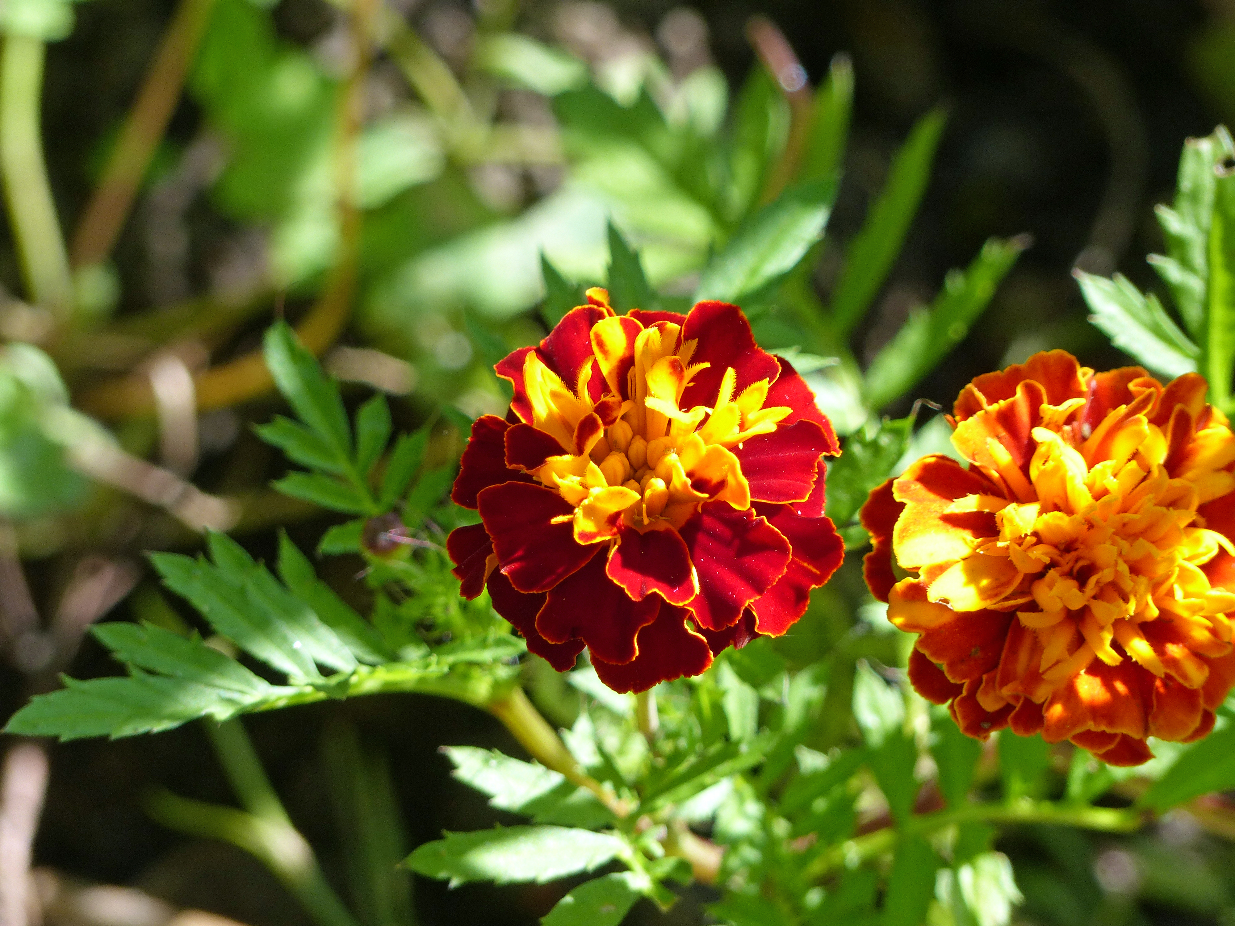 Niedrige Tagetes