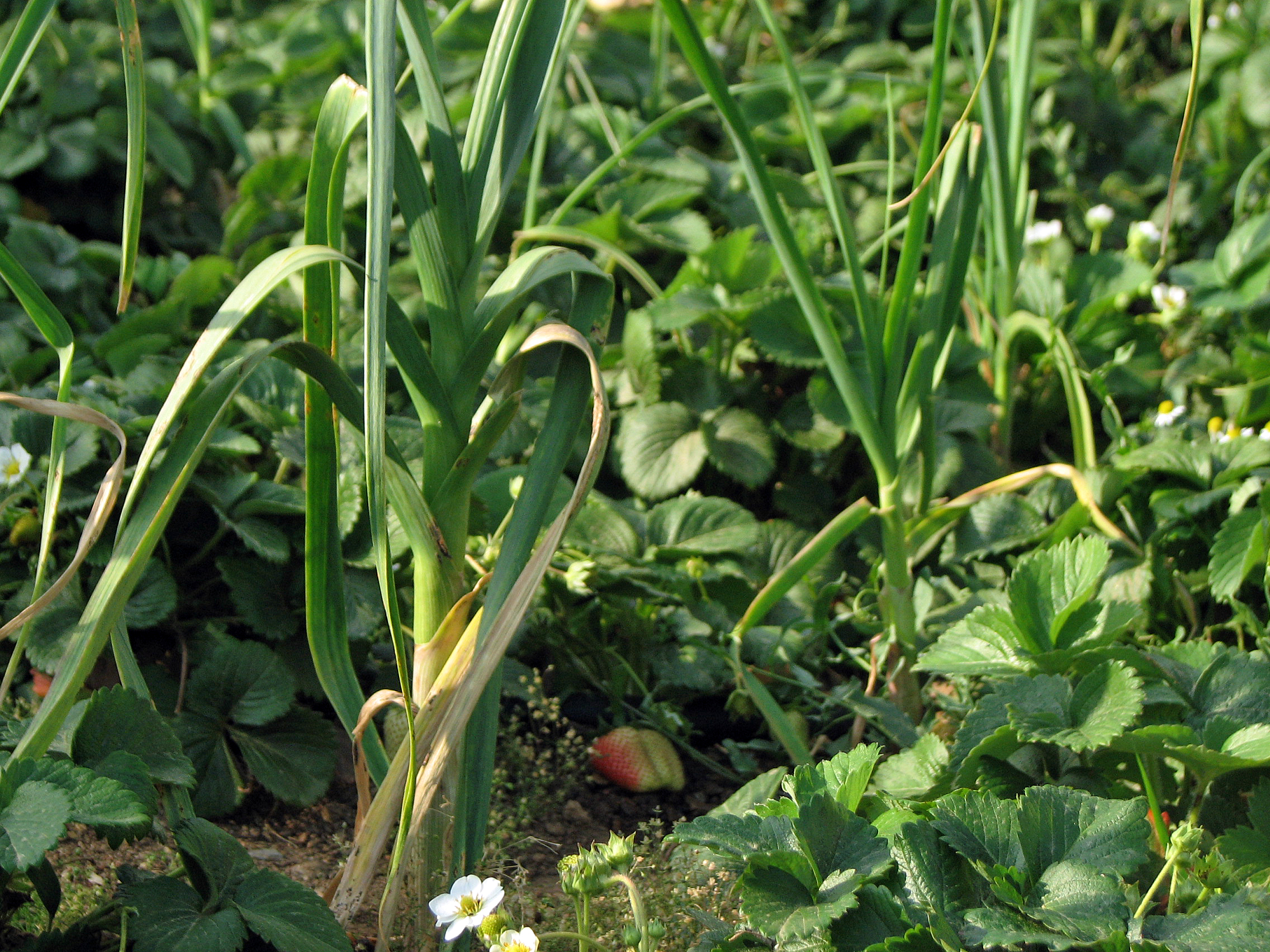 Knoblauch